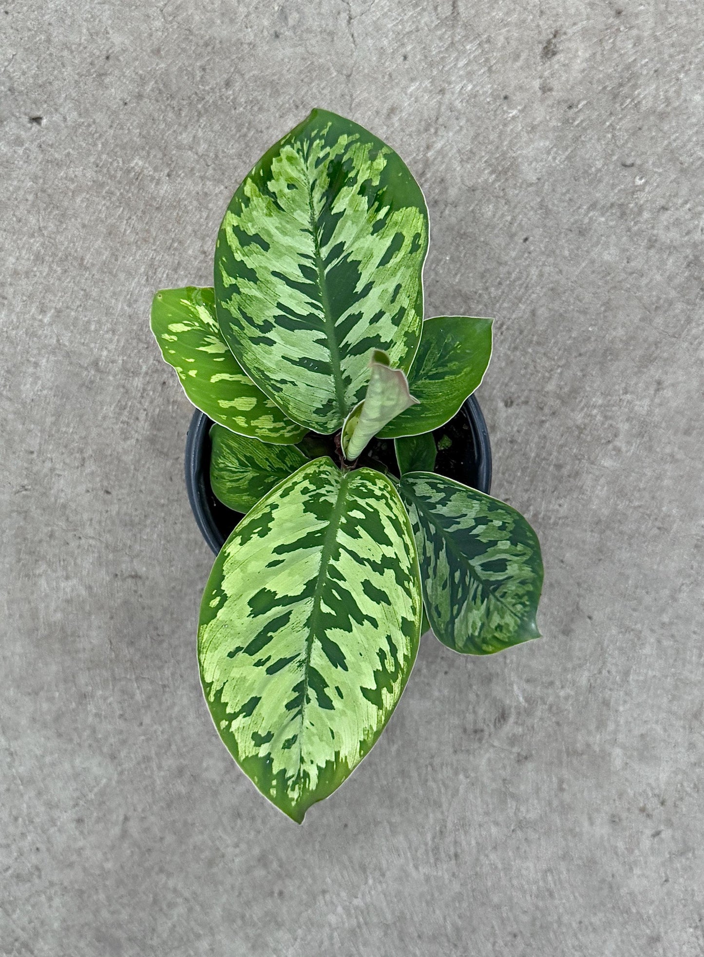 Homalomena Camouflage Wallisii Plant - 4 inch Pot - Rare Plant - optional deocrative pot
