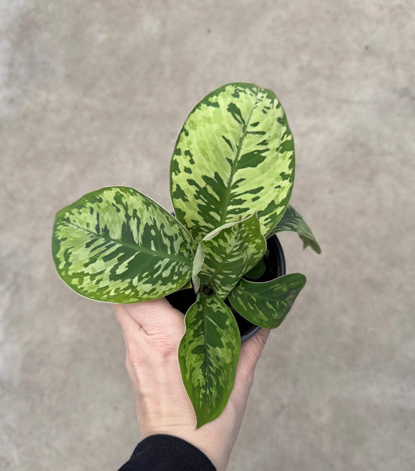 Homalomena Camouflage Wallisii Plant - 4 inch Pot - Rare Plant - optional deocrative pot