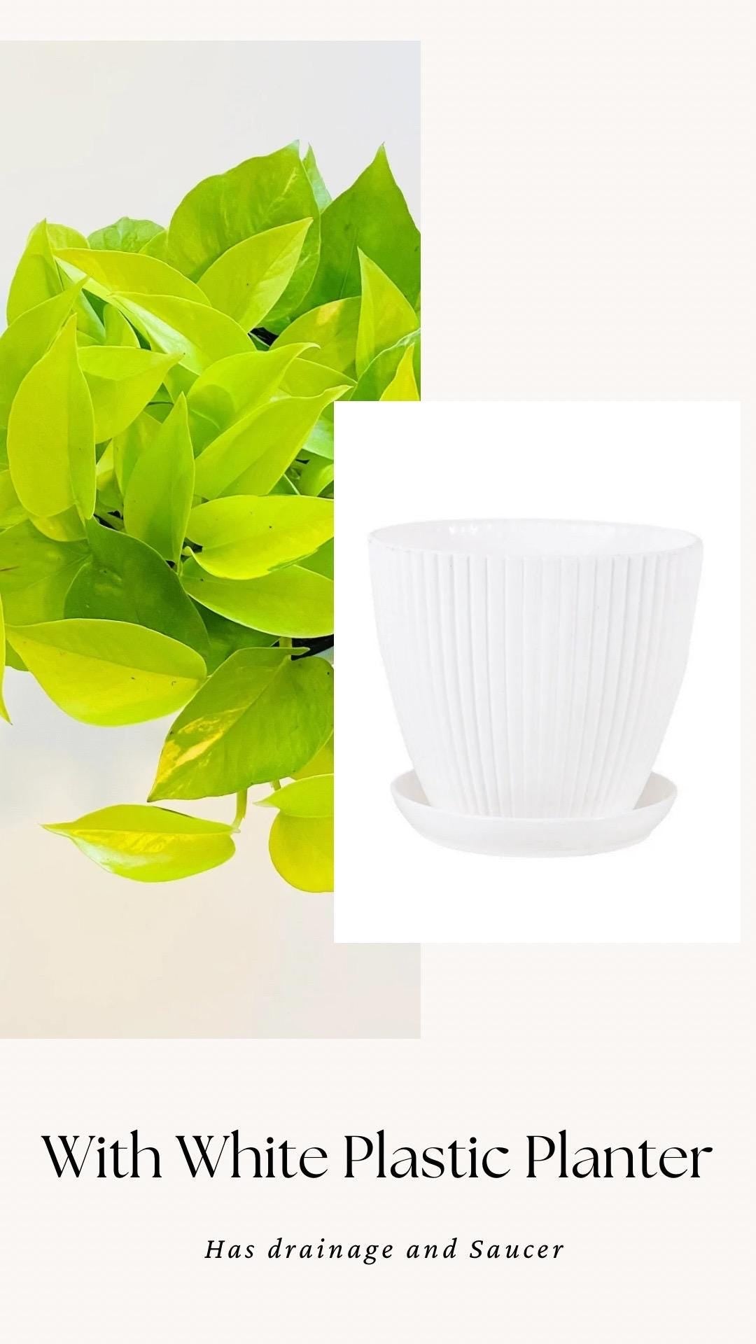Neon Pothos Live Plant - Epipremnum Pinnatum - 4 inch | 6 inch Nursery Pot
