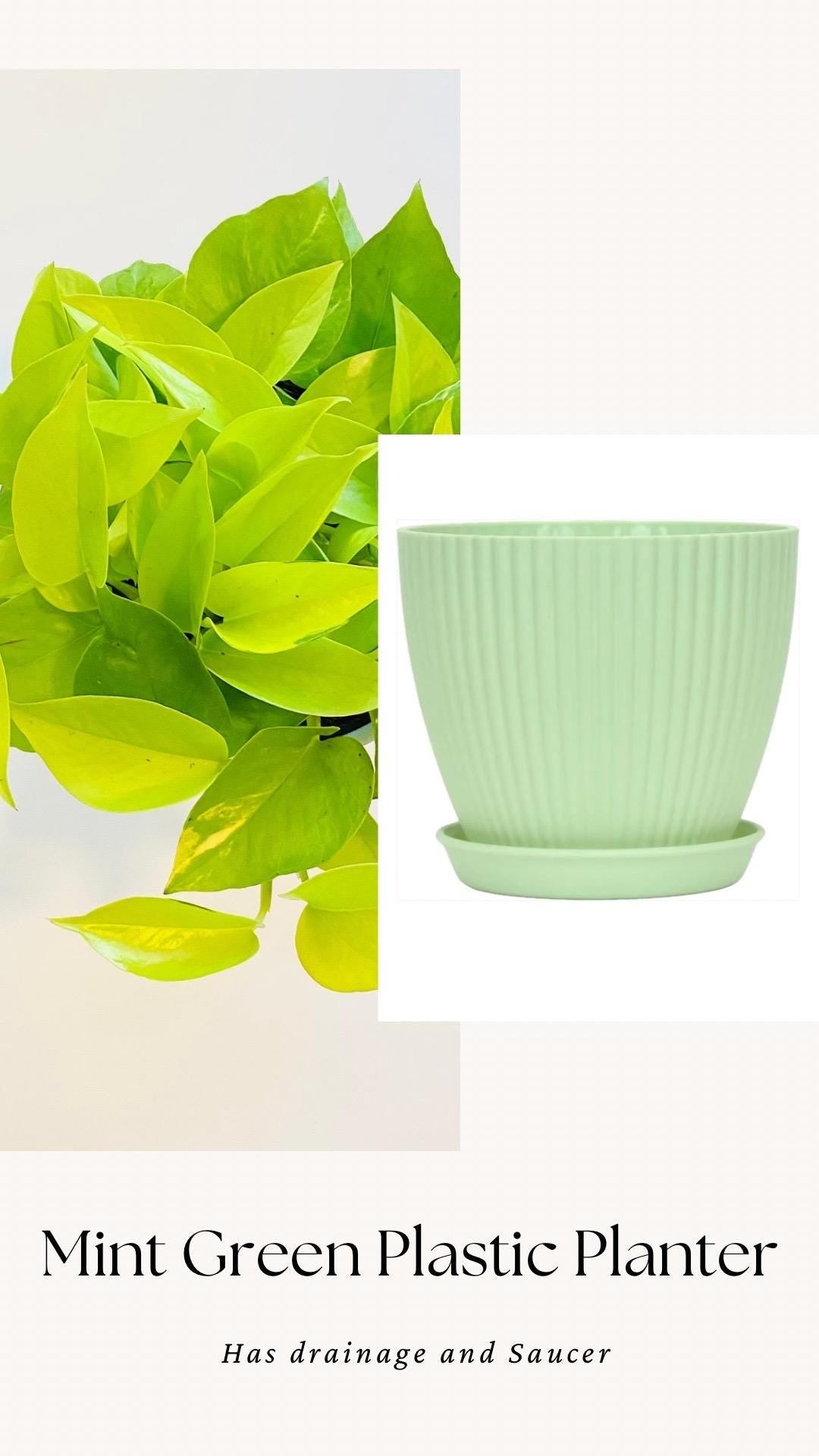 Neon Pothos Live Plant - Epipremnum Pinnatum - 4 inch | 6 inch Nursery Pot