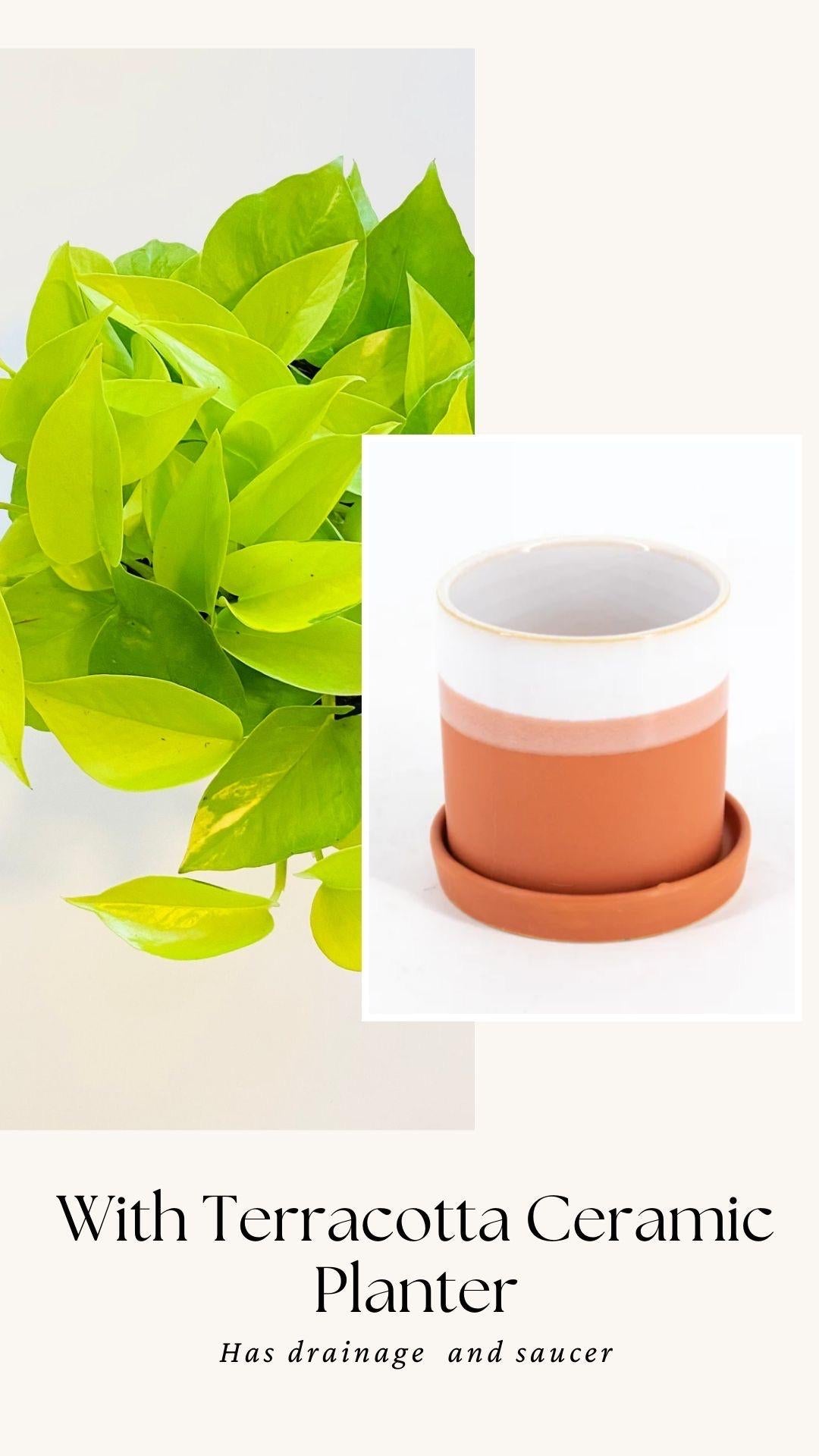 Neon Pothos Live Plant - Epipremnum Pinnatum - 4 inch | 6 inch Nursery Pot