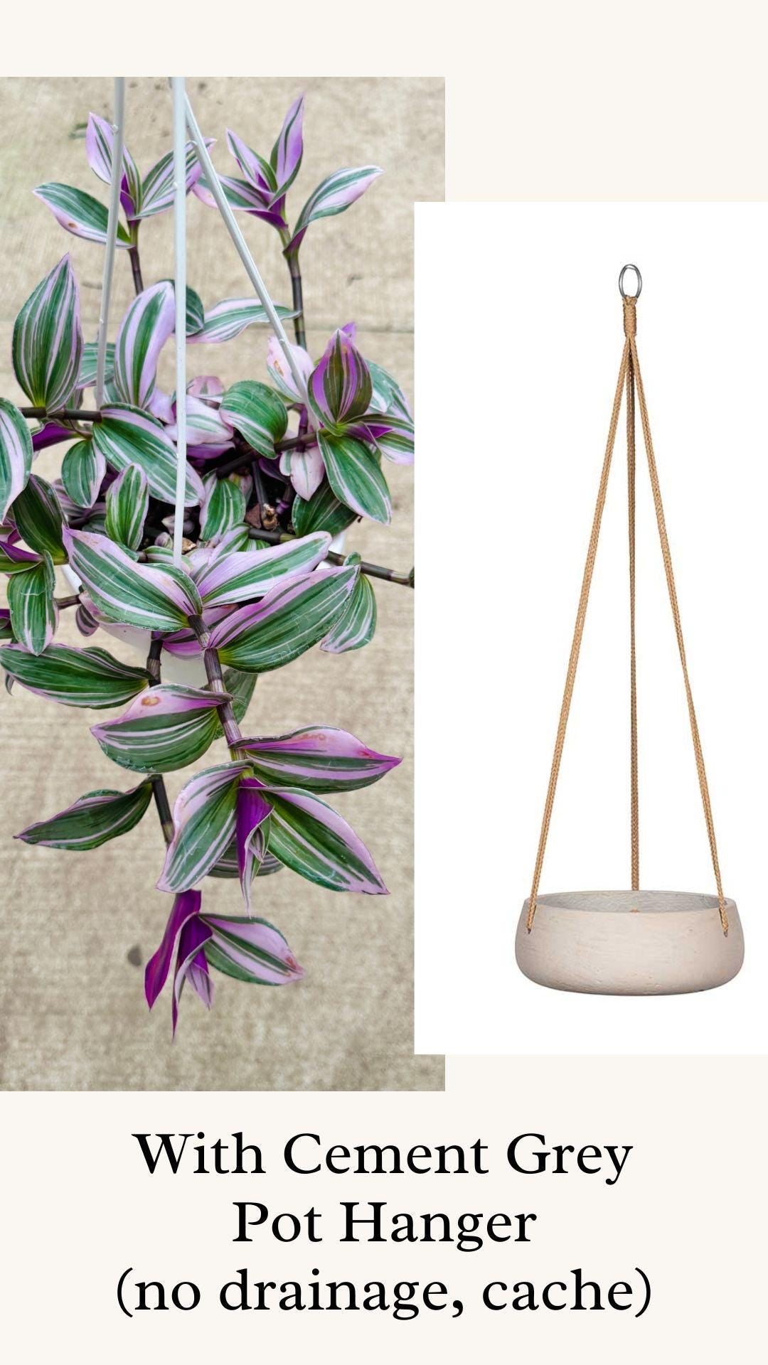 Tradescantia Bubblegum Nanouk Plant - 6 inch Hanging Pot