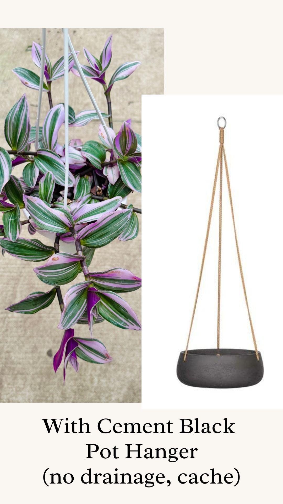Tradescantia Bubblegum Nanouk Plant - 6 inch Hanging Pot