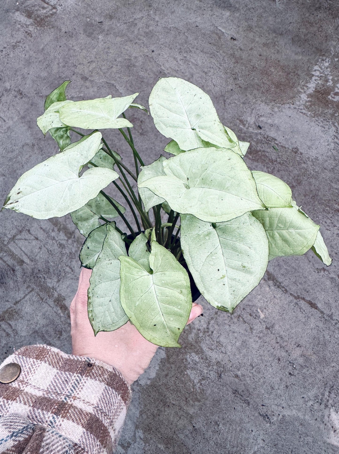 Syngonium Podophyllum White Butterfly 4 inch Pot - Houseplant | Live Plant