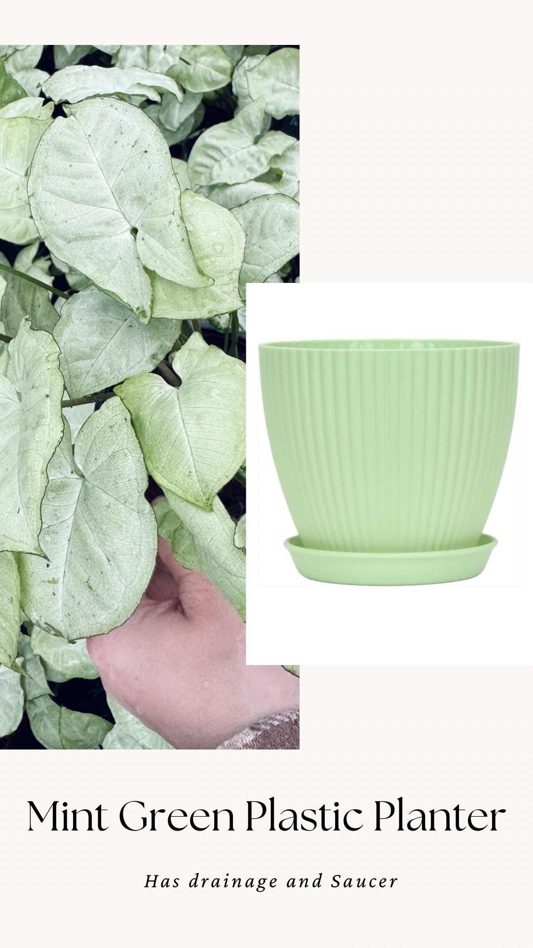 Syngonium Podophyllum White Butterfly 4 inch Pot - Houseplant | Live Plant