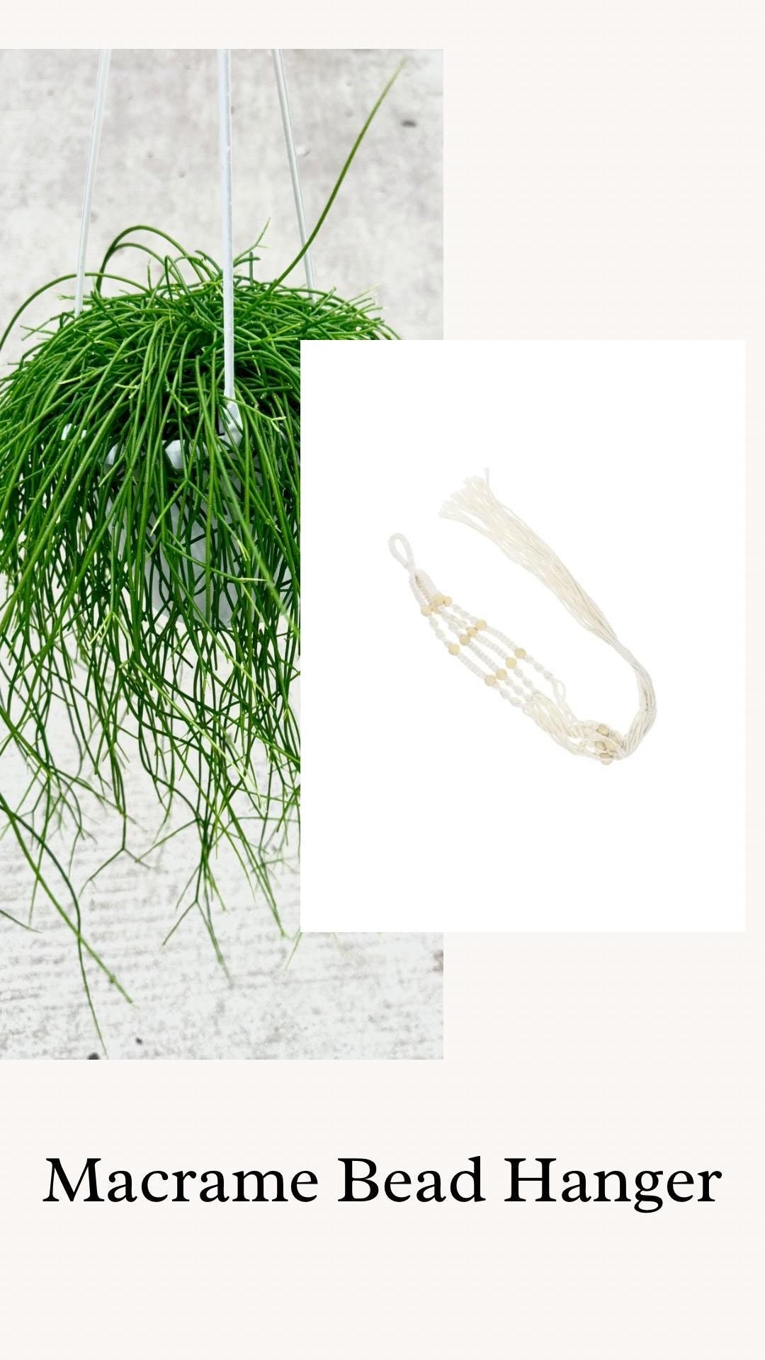 Rhipsalis Burchelli Plant - 6 inch Hanging Basket - optional decorative basket