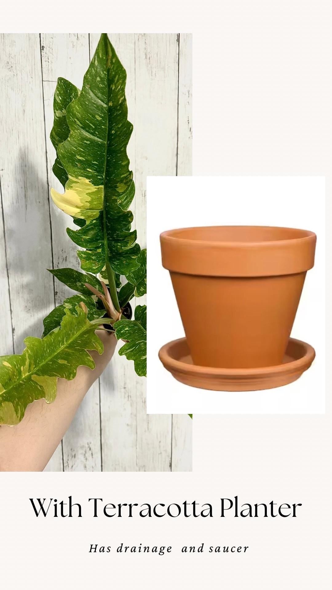 Philodendron Ring of Fire - Live Plant - 4" Nursery Pot