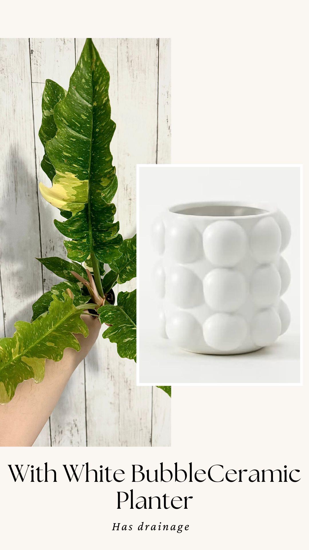 Philodendron Ring of Fire - Live Plant - 4" Nursery Pot