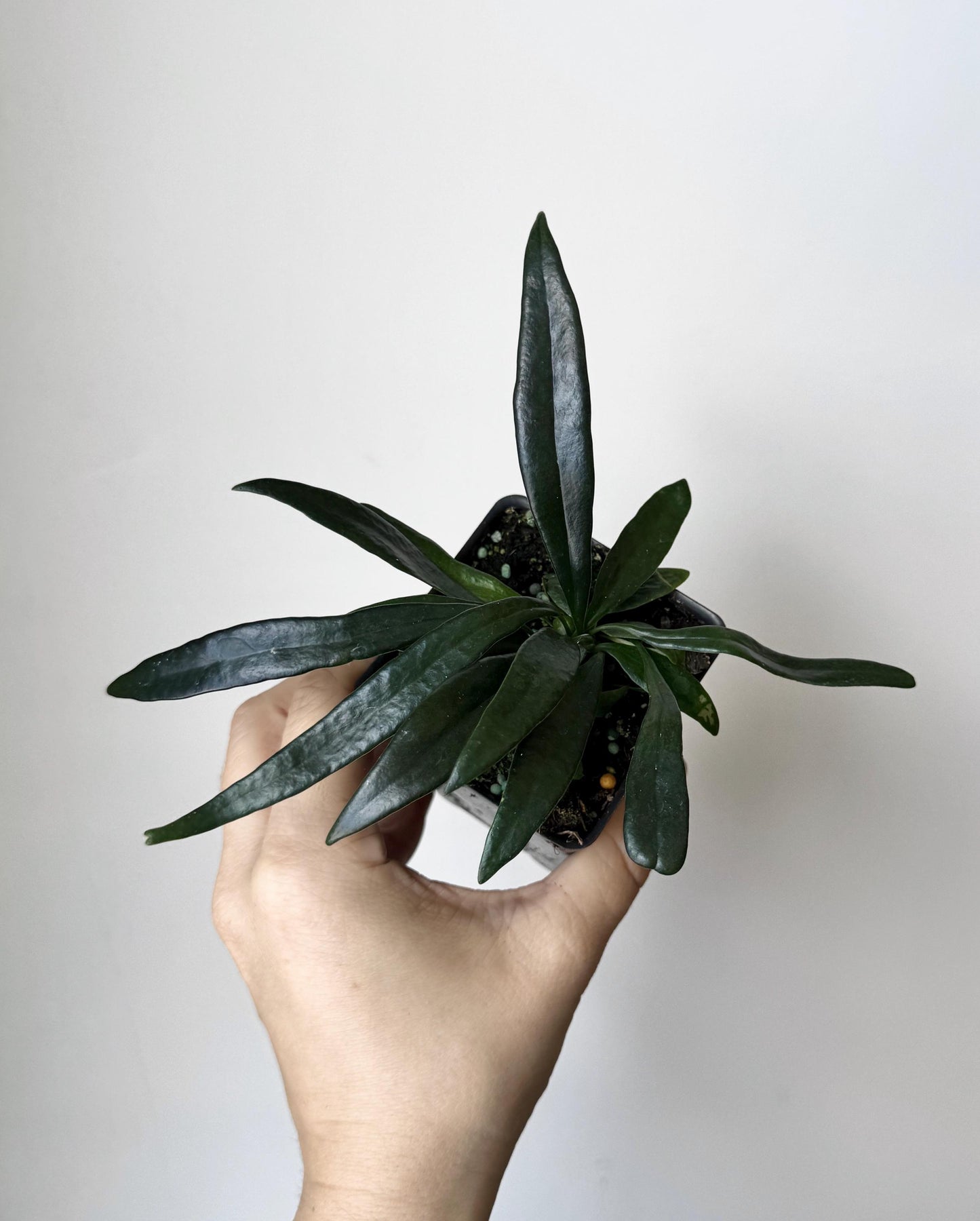 Blue Oil Fern | Microsorum Thailandicum Plant | RARE Plant - 3 inch Pot - Live Plant - optional decorative pot