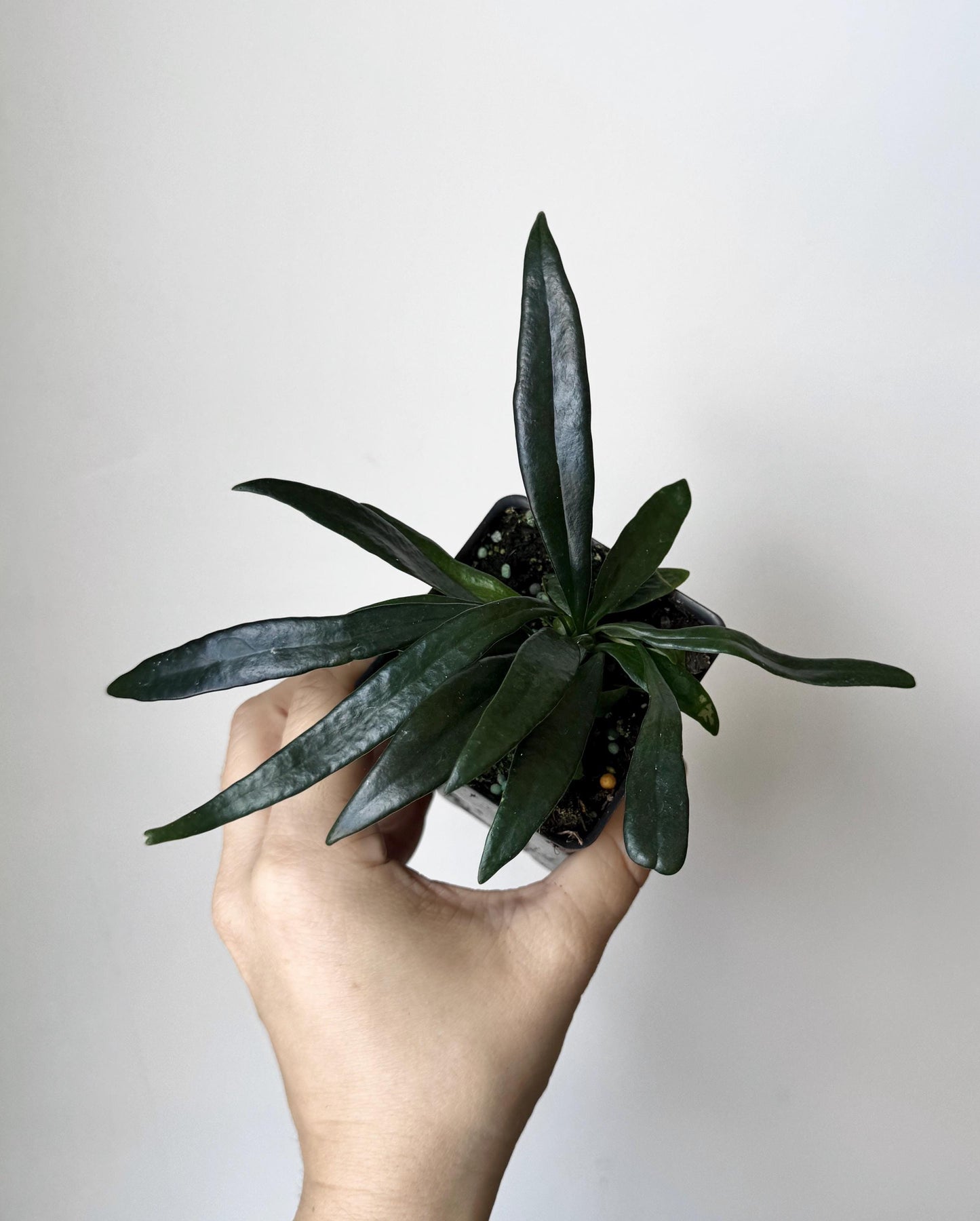 Blue Oil Fern | Microsorum Thailandicum Plant | RARE Plant - 3 inch Pot - Live Plant - optional decorative pot