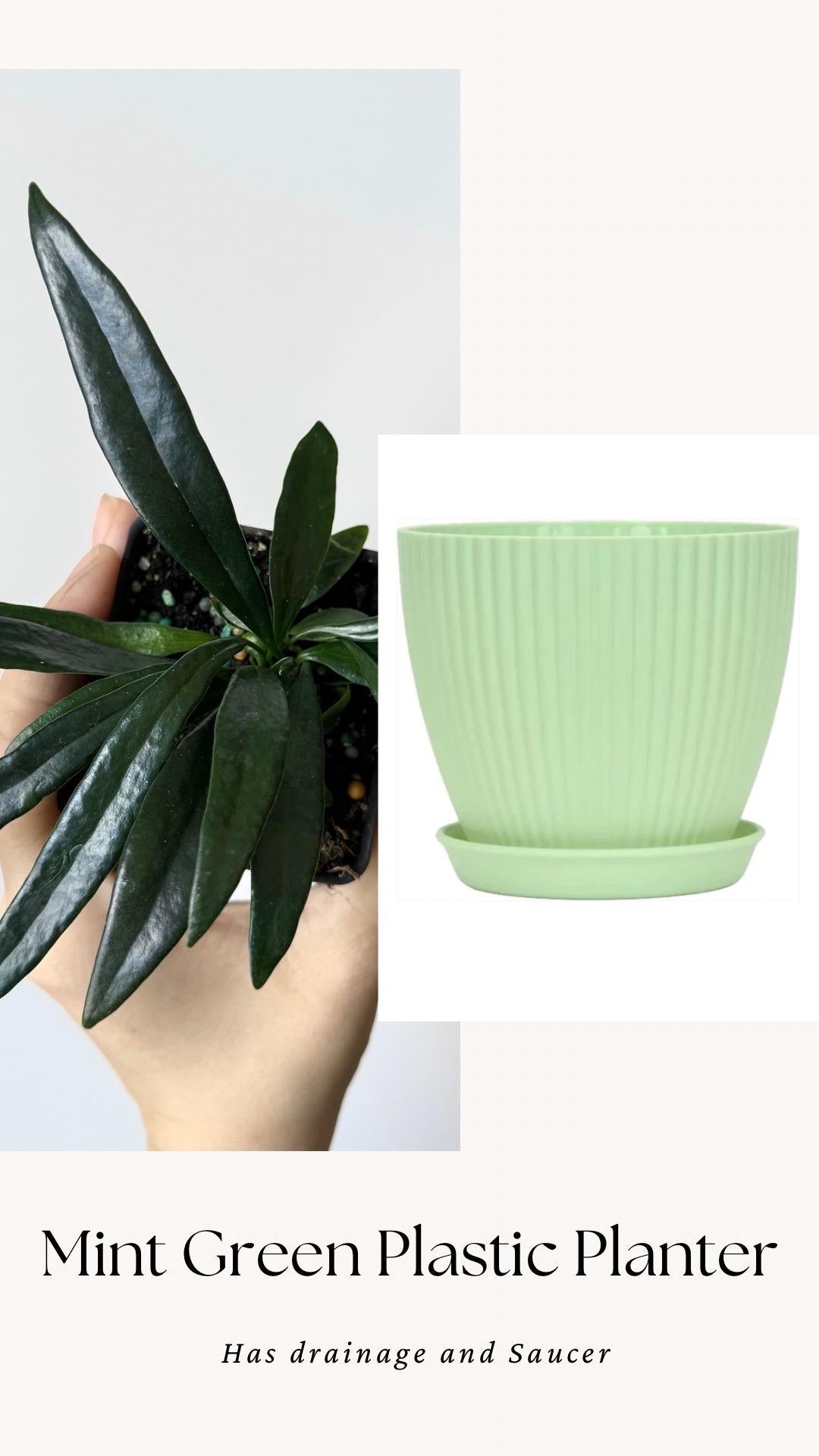Blue Oil Fern | Microsorum Thailandicum Plant | RARE Plant - 3 inch Pot - Live Plant - optional decorative pot