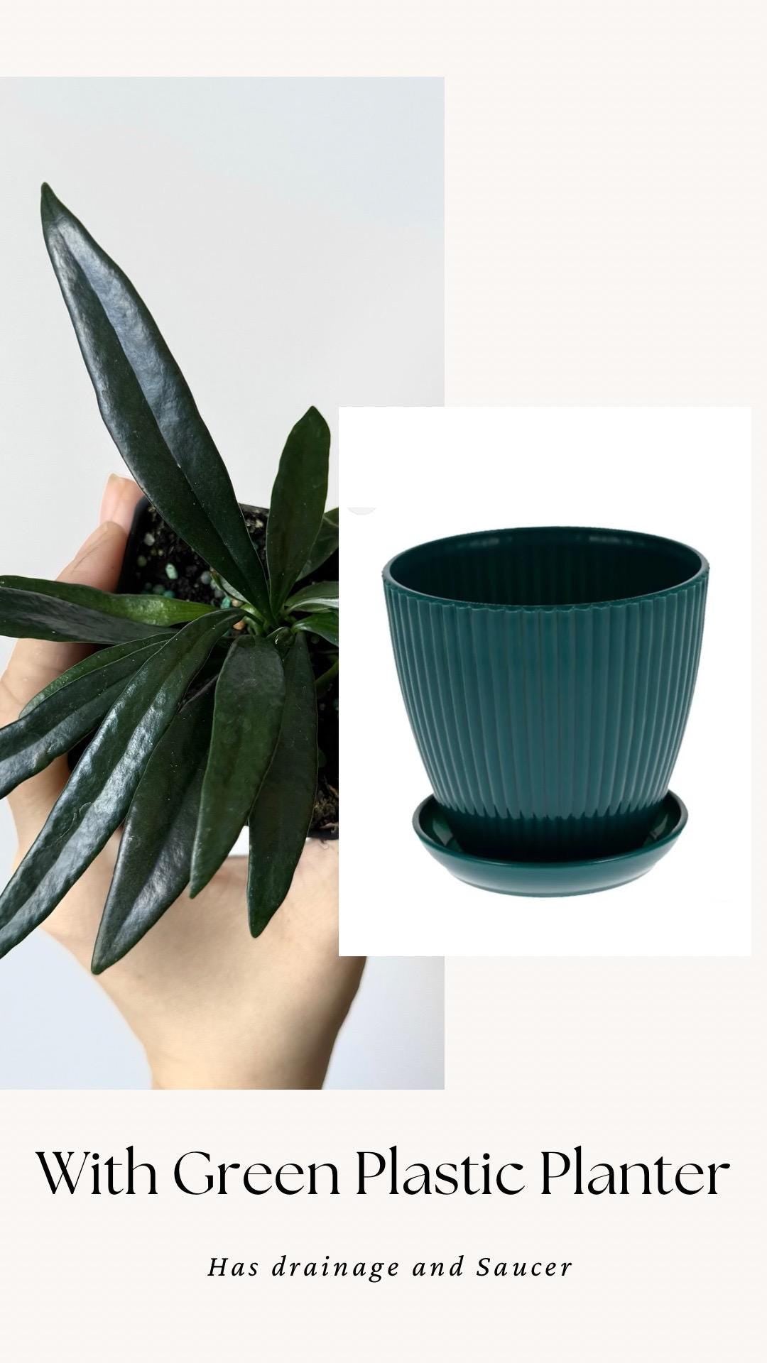 Blue Oil Fern | Microsorum Thailandicum Plant | RARE Plant - 3 inch Pot - Live Plant - optional decorative pot