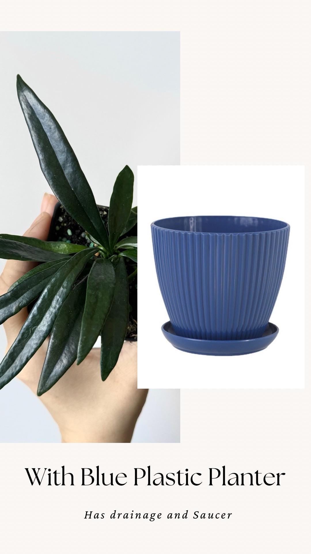 Blue Oil Fern | Microsorum Thailandicum Plant | RARE Plant - 3 inch Pot - Live Plant - optional decorative pot