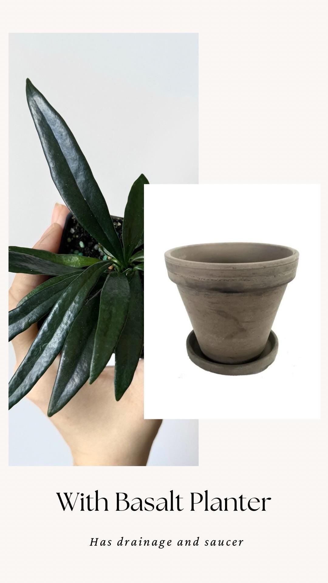 Blue Oil Fern | Microsorum Thailandicum Plant | RARE Plant - 3 inch Pot - Live Plant - optional decorative pot