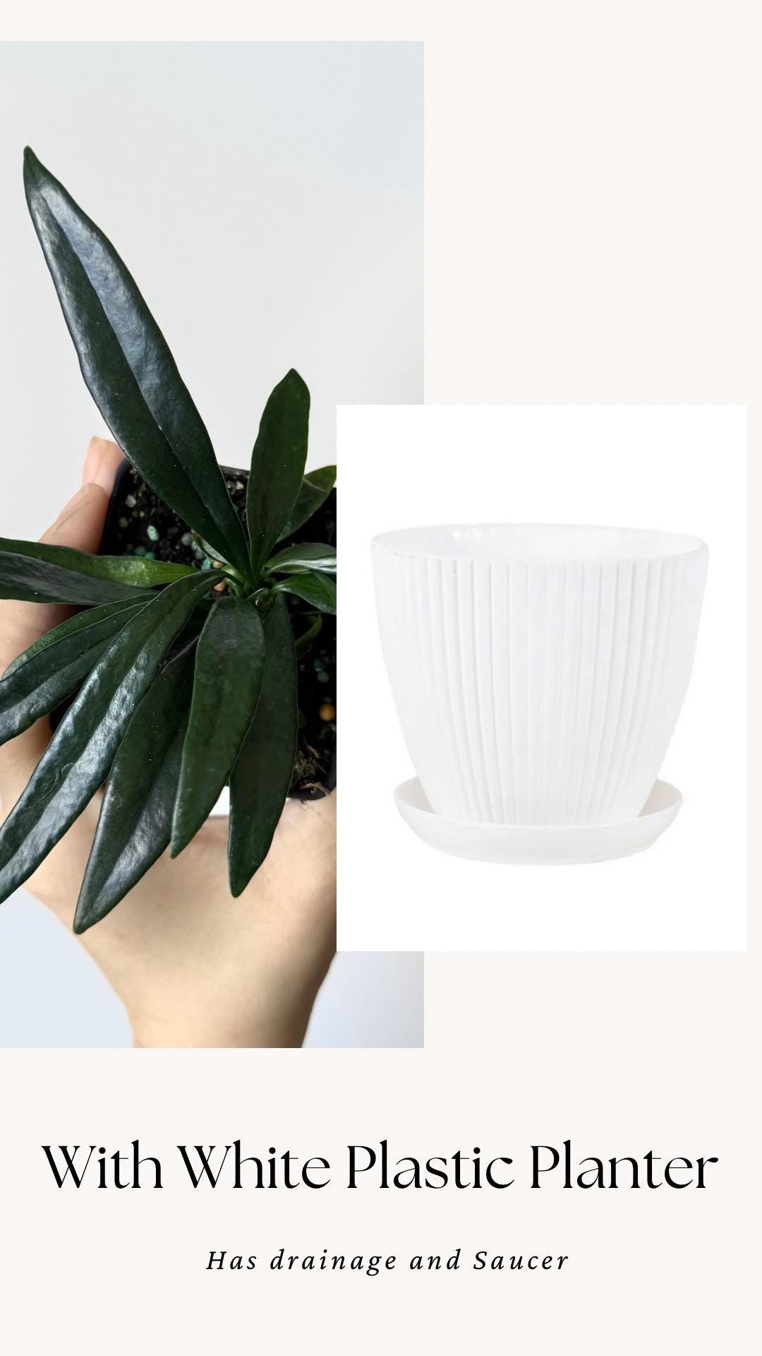 Blue Oil Fern | Microsorum Thailandicum Plant | RARE Plant - 3 inch Pot - Live Plant - optional decorative pot