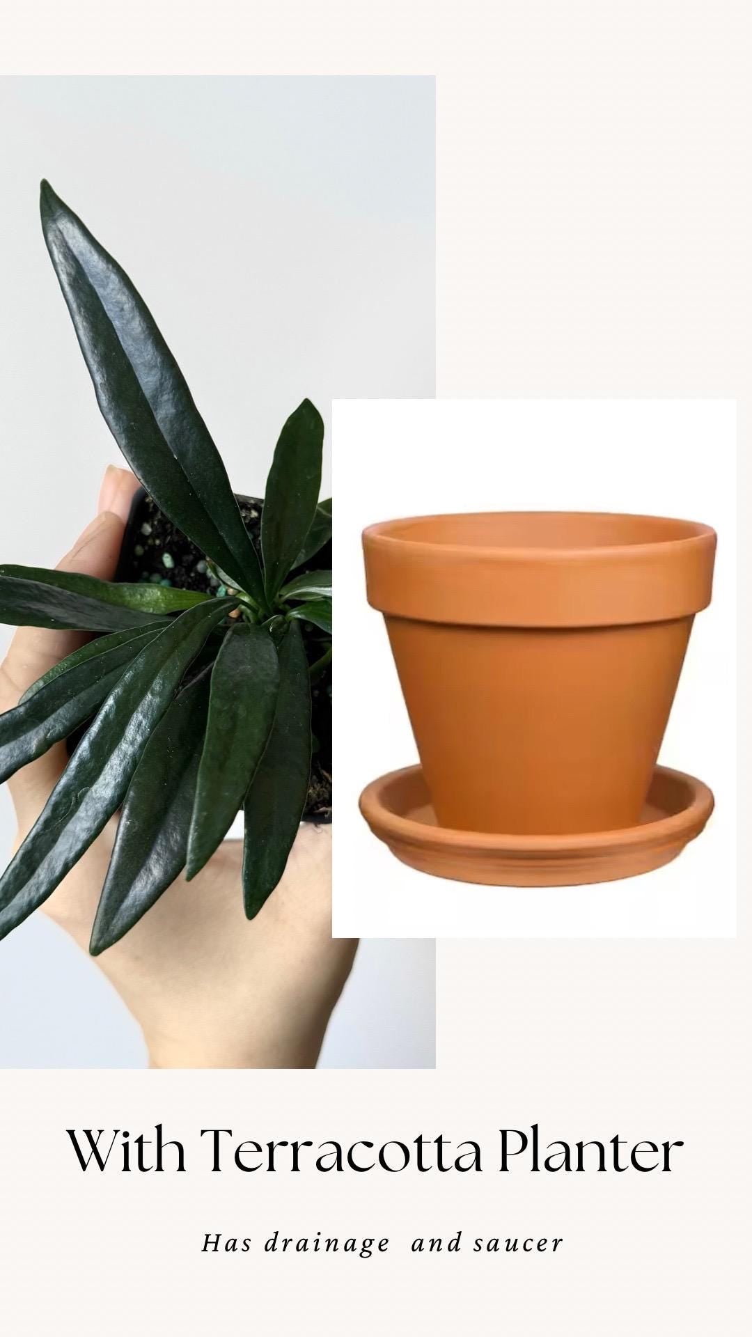 Blue Oil Fern | Microsorum Thailandicum Plant | RARE Plant - 3 inch Pot - Live Plant - optional decorative pot