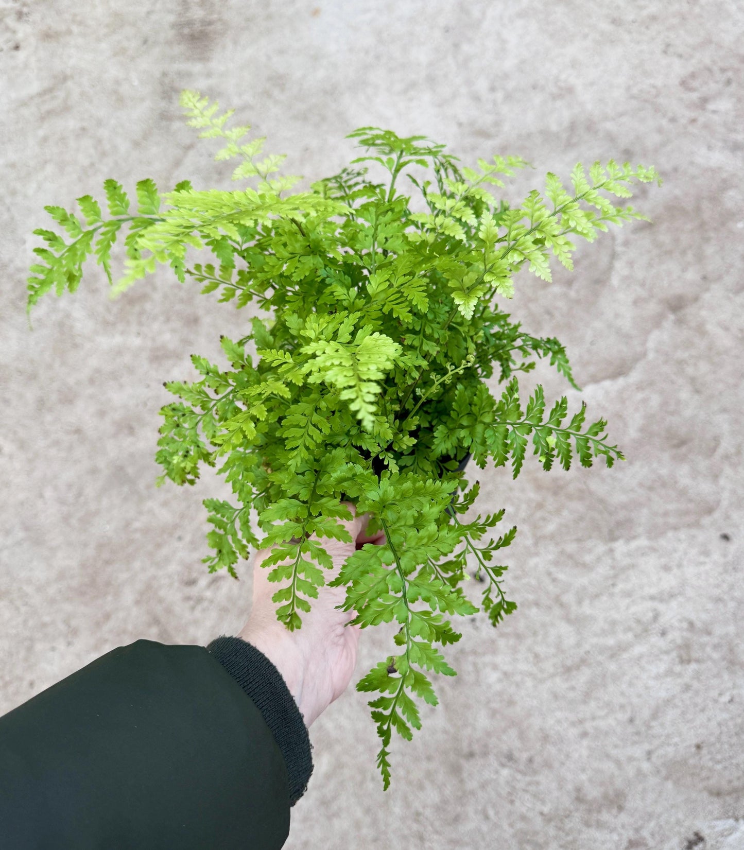 Fern Mother Plant - 6 inch Pot - optional deocrative pot