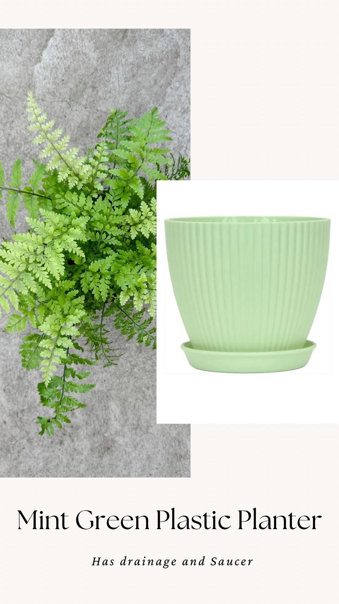 Fern Mother Plant - 6 inch Pot - optional deocrative pot