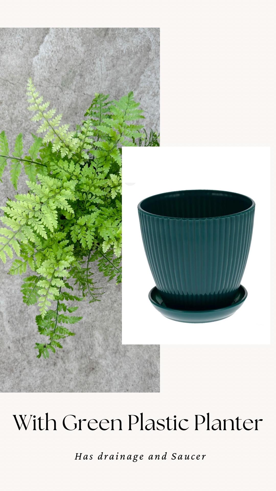 Fern Mother Plant - 6 inch Pot - optional deocrative pot