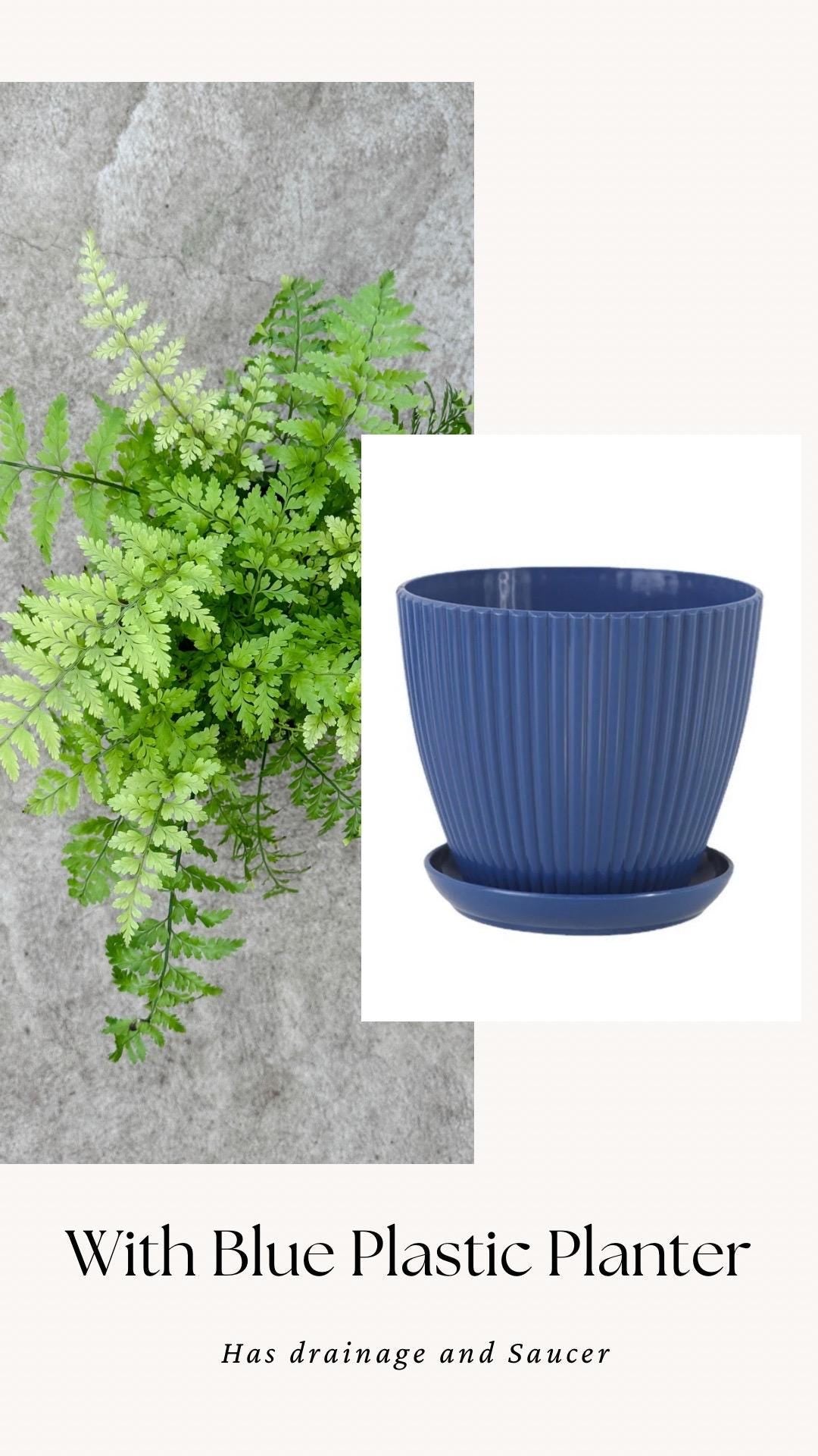 Fern Mother Plant - 6 inch Pot - optional deocrative pot