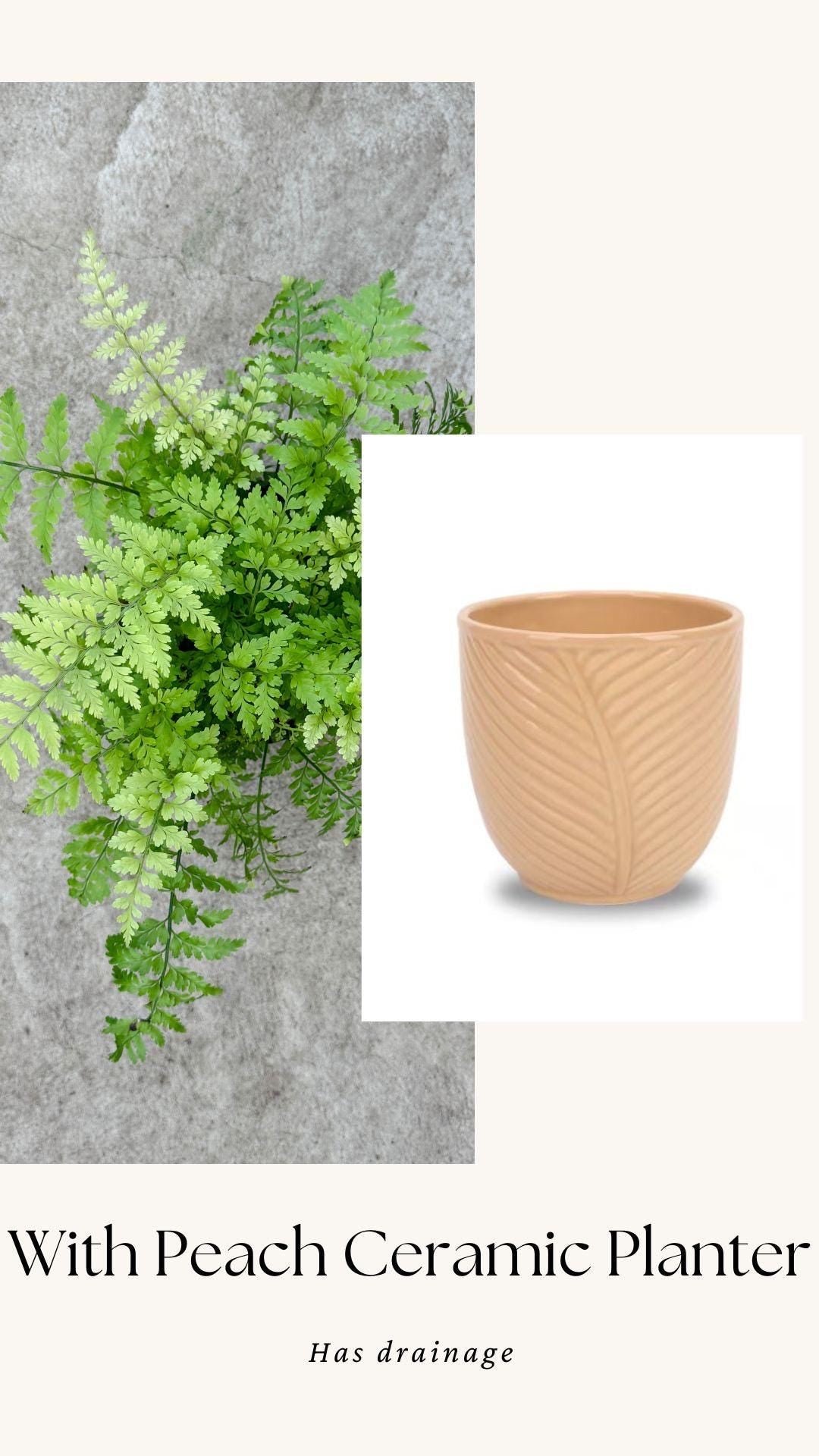Fern Mother Plant - 6 inch Pot - optional deocrative pot