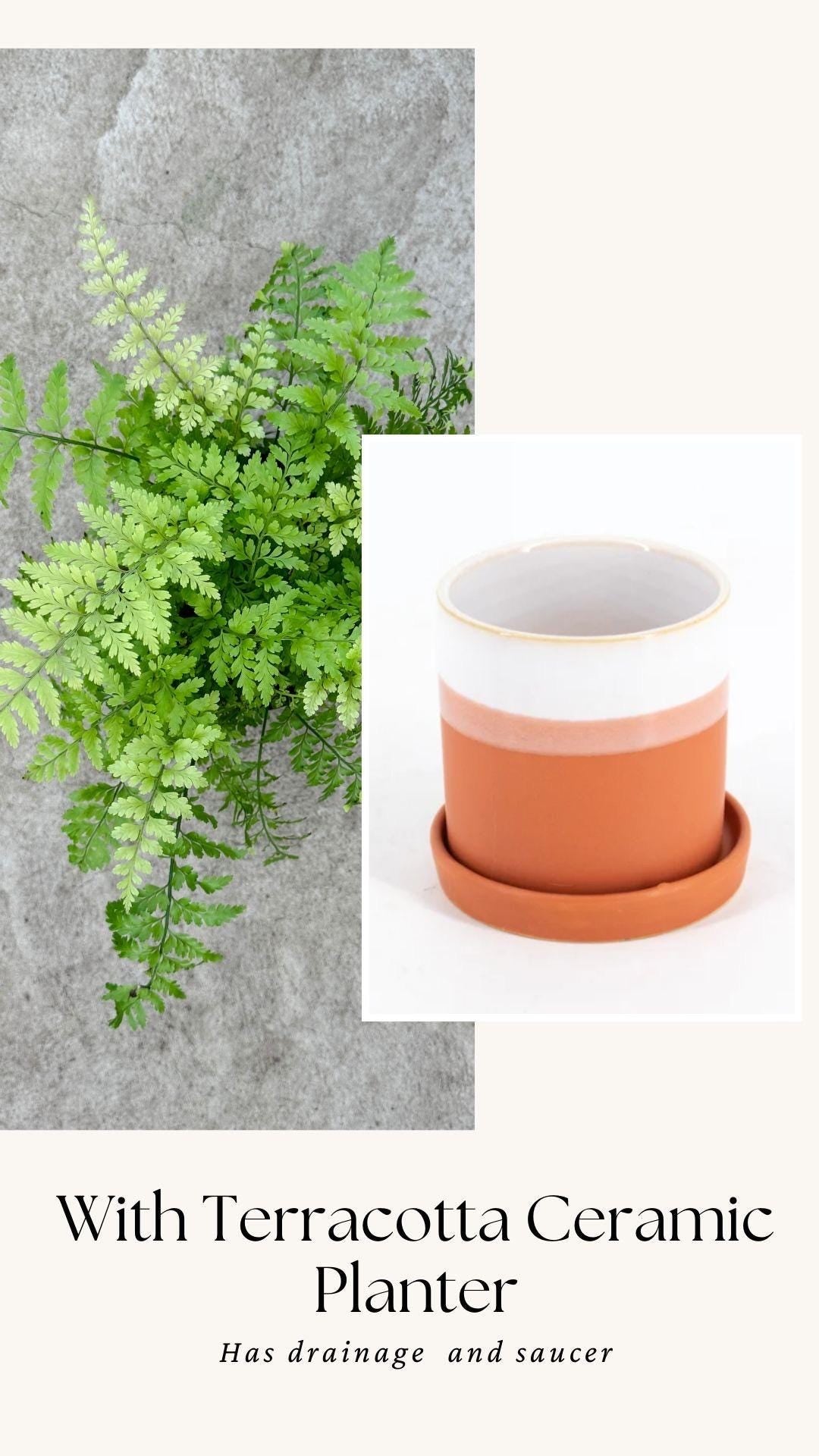 Fern Mother Plant - 6 inch Pot - optional deocrative pot