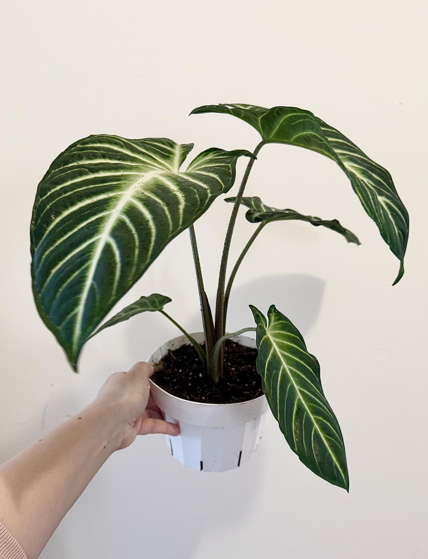 Xanthosoma Lindenii Magnificum in 6β Pot , Caladium Lindenii