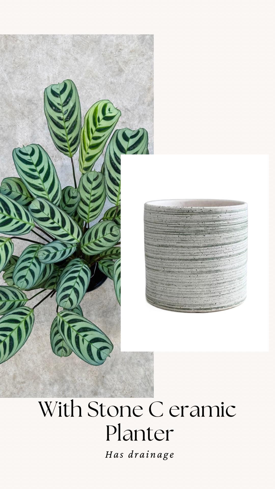 Calathea Burle Marx Ctenanthe Plant - 6 inch Pot