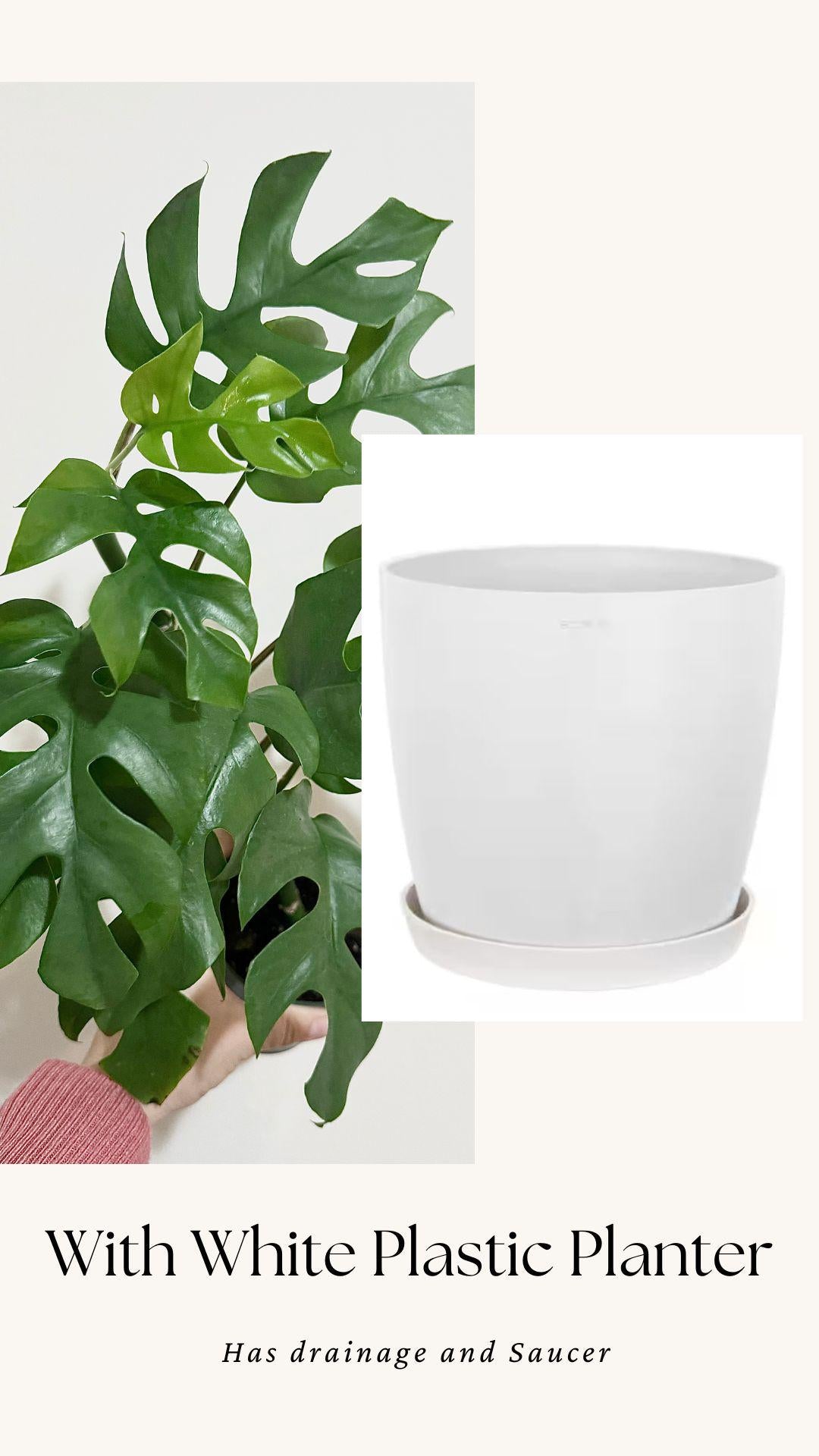 Rhaphiadora Tetrasperma Plant I Mini Monstera 4 inch - Full Rooted Established Plant