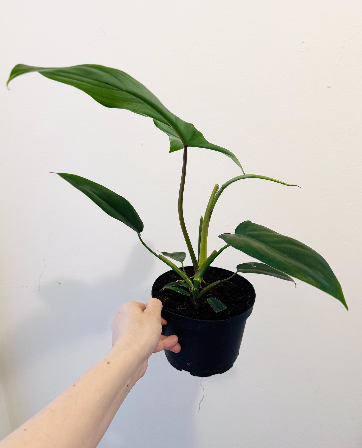 Philodendron 69686 Plant - 6β Pot - Live Plant - Indoor- Houseplant - Rare Plant