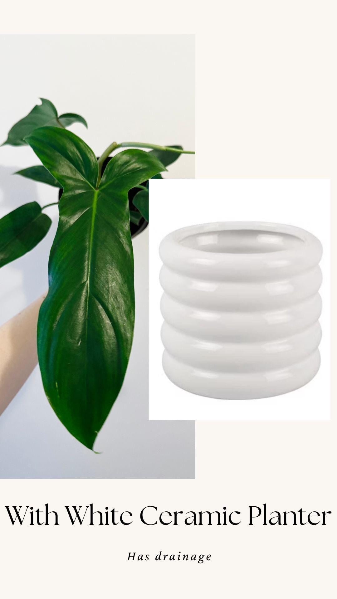 Philodendron 69686 Plant - 6β Pot - Live Plant - Indoor- Houseplant - Rare Plant