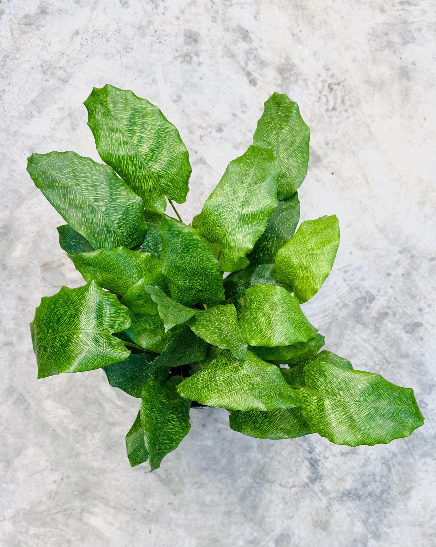 Calathea Musaica Live Plant - 4 inch | 6 inch Pot - optional decorative pot