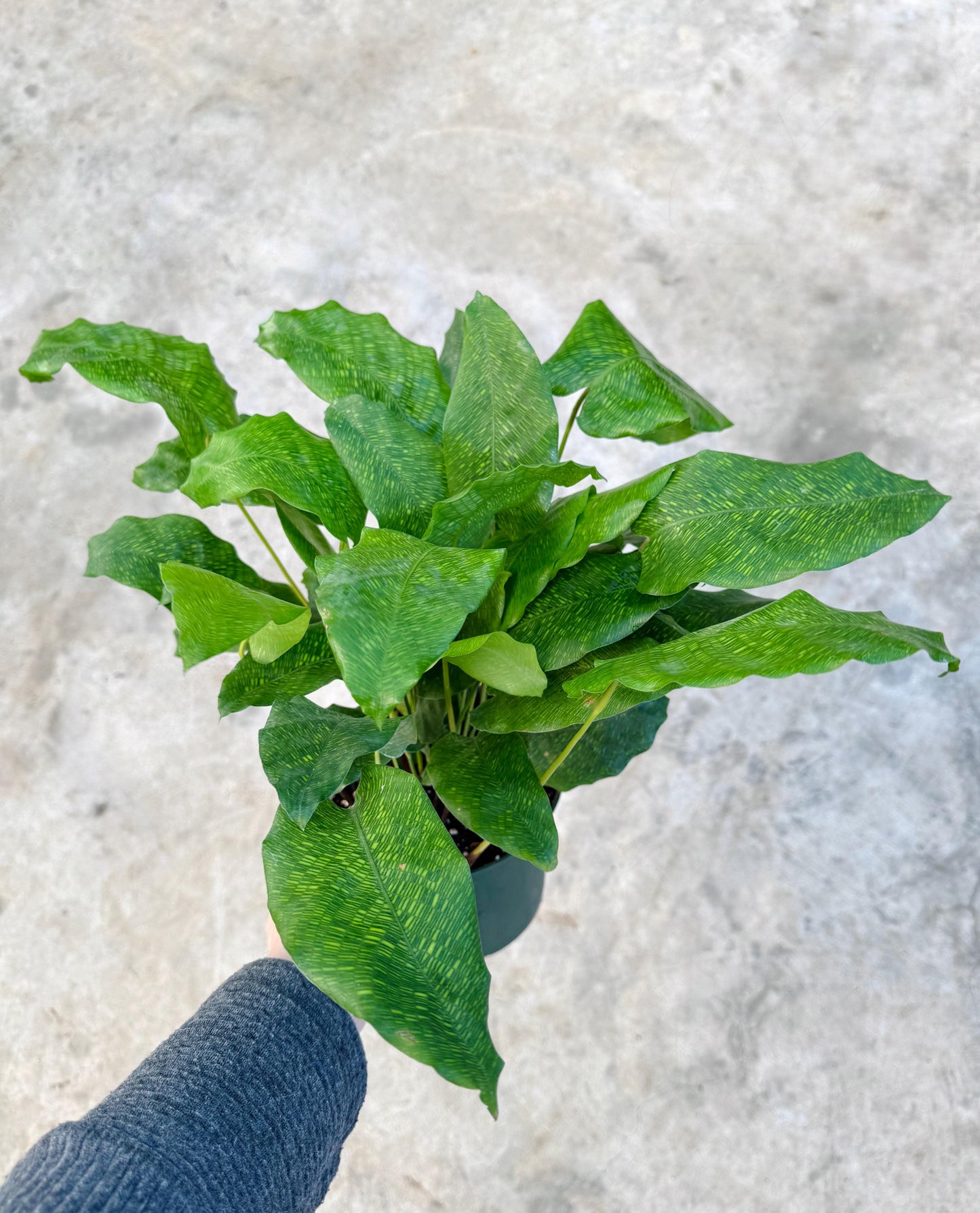 Calathea Musaica Live Plant - 4 inch | 6 inch Pot - optional decorative pot