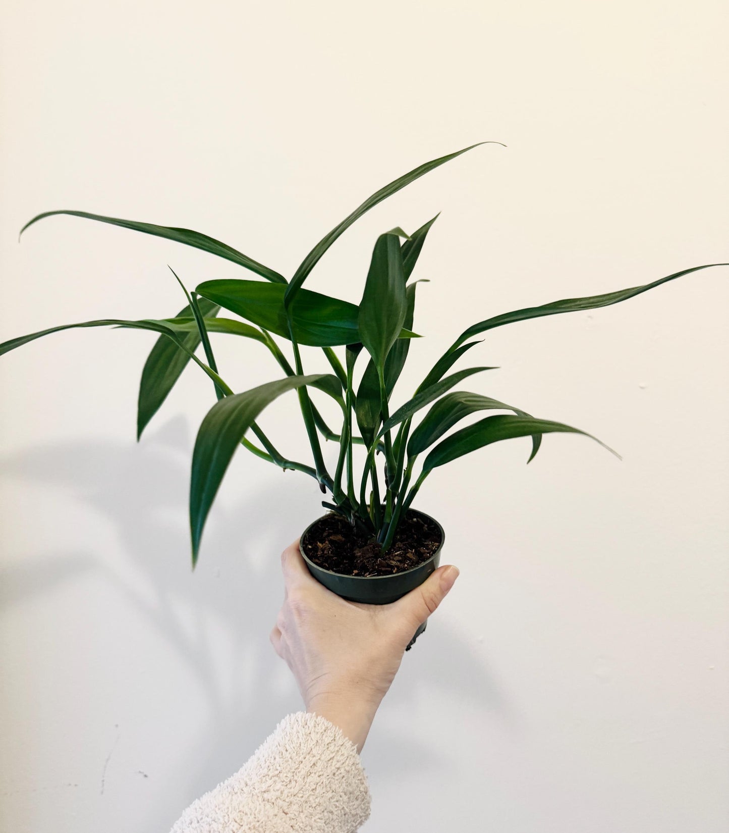 Epipremnum Amplissimum Plant in 4" Pot - Live Plant - optional decorative pot
