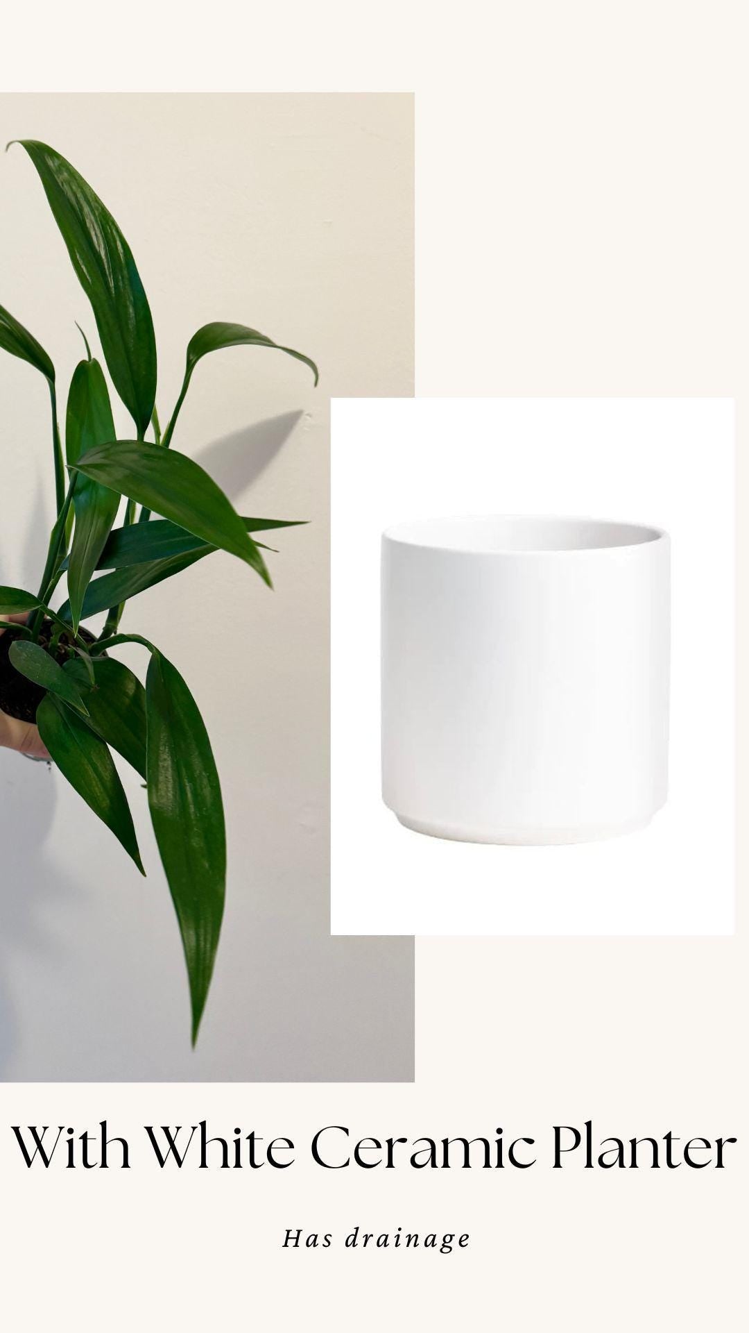 Epipremnum Amplissimum Plant in 4" Pot - Live Plant - optional decorative pot