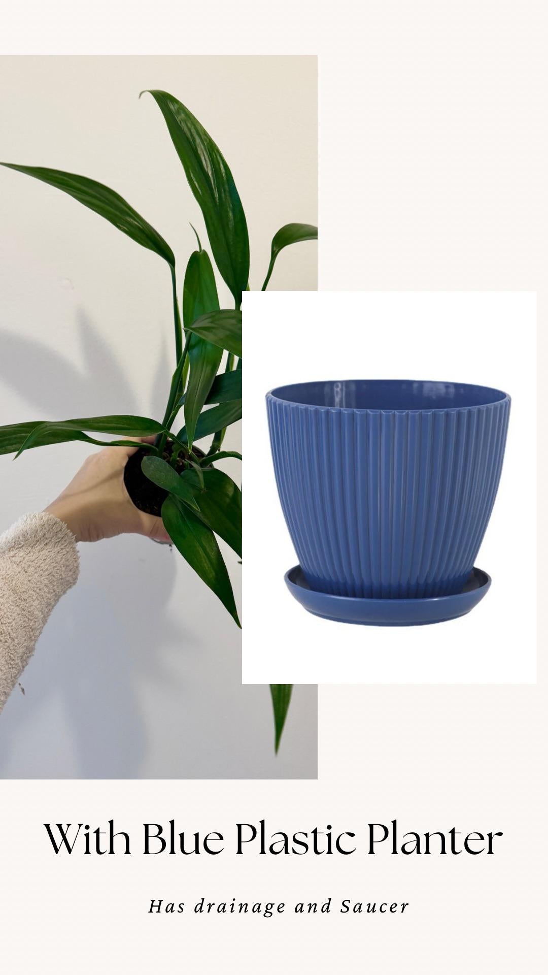 Epipremnum Amplissimum Plant in 4" Pot - Live Plant - optional decorative pot