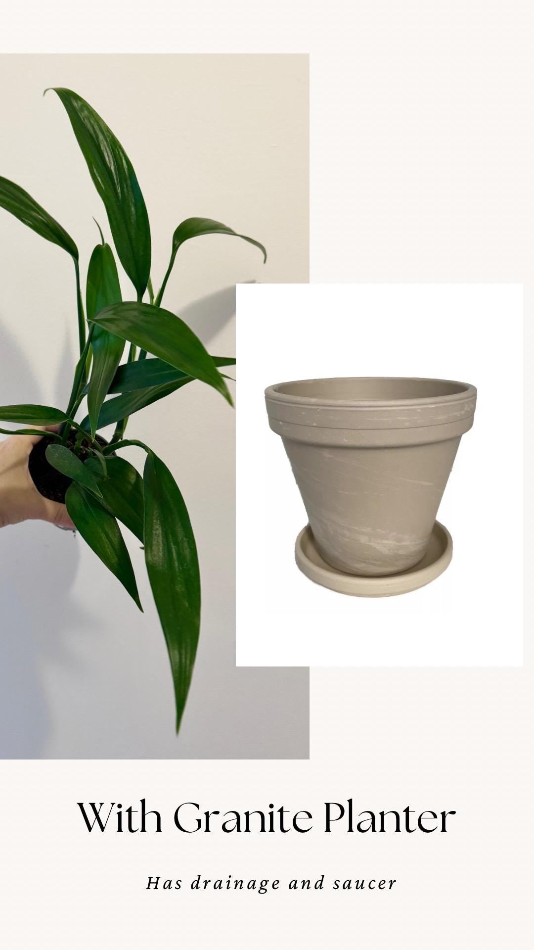 Epipremnum Amplissimum Plant in 4" Pot - Live Plant - optional decorative pot