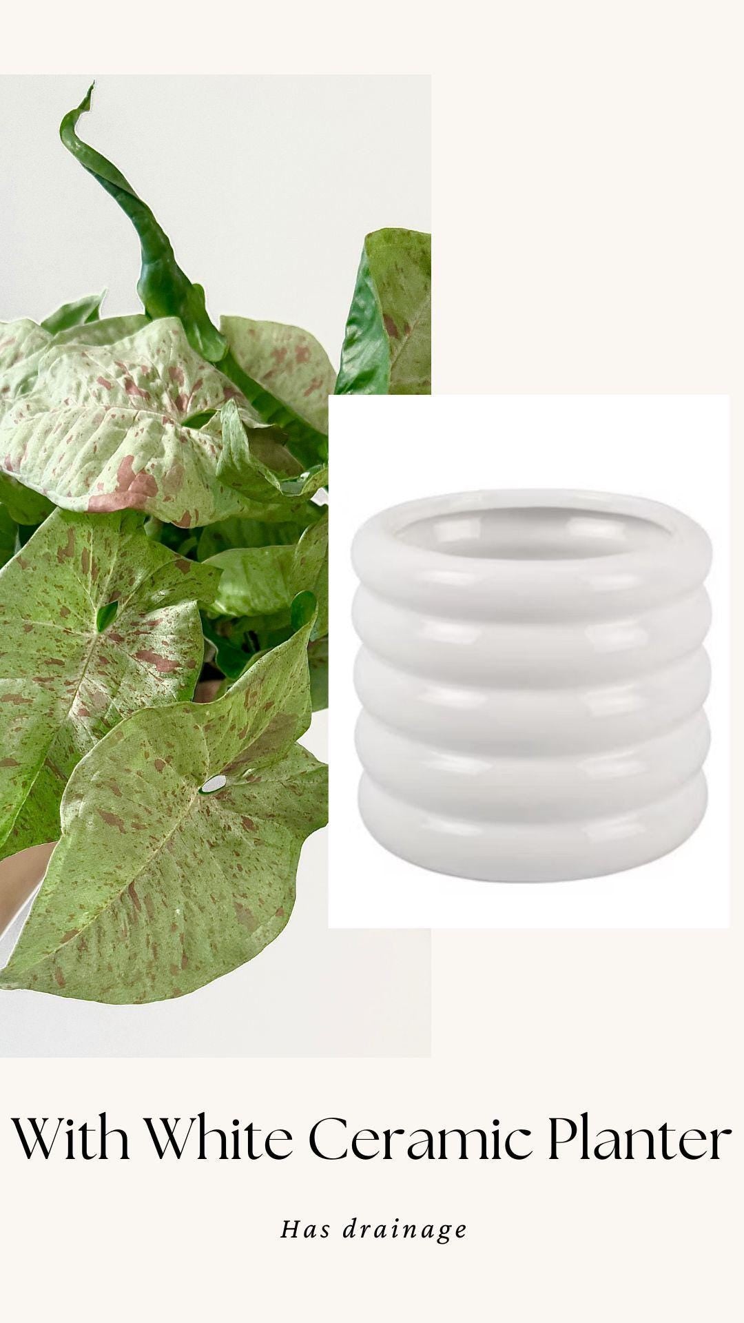 Syngonium Milk Confetti Plant - 4β, 6" Pot - Live Plant