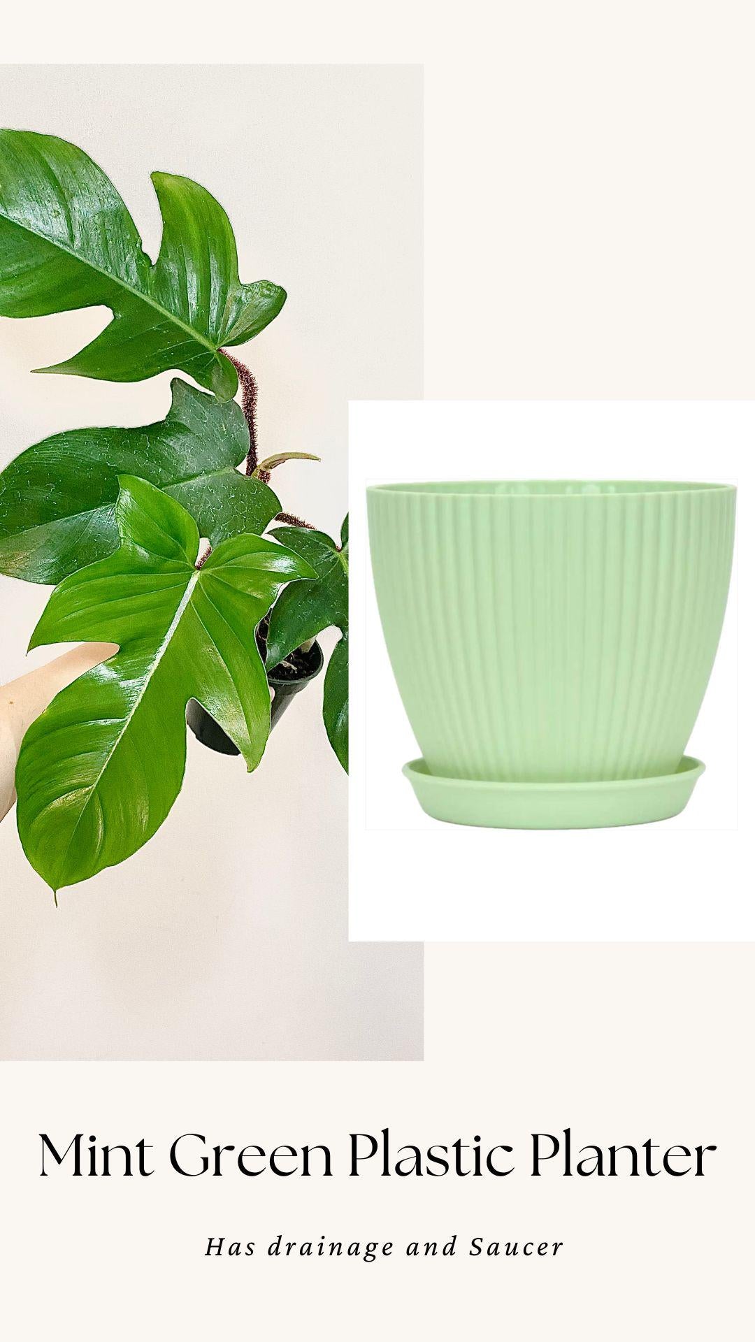 Philodendron Squamiferum Plant - 3.5 Pot - Live Plant - optional decorative pot