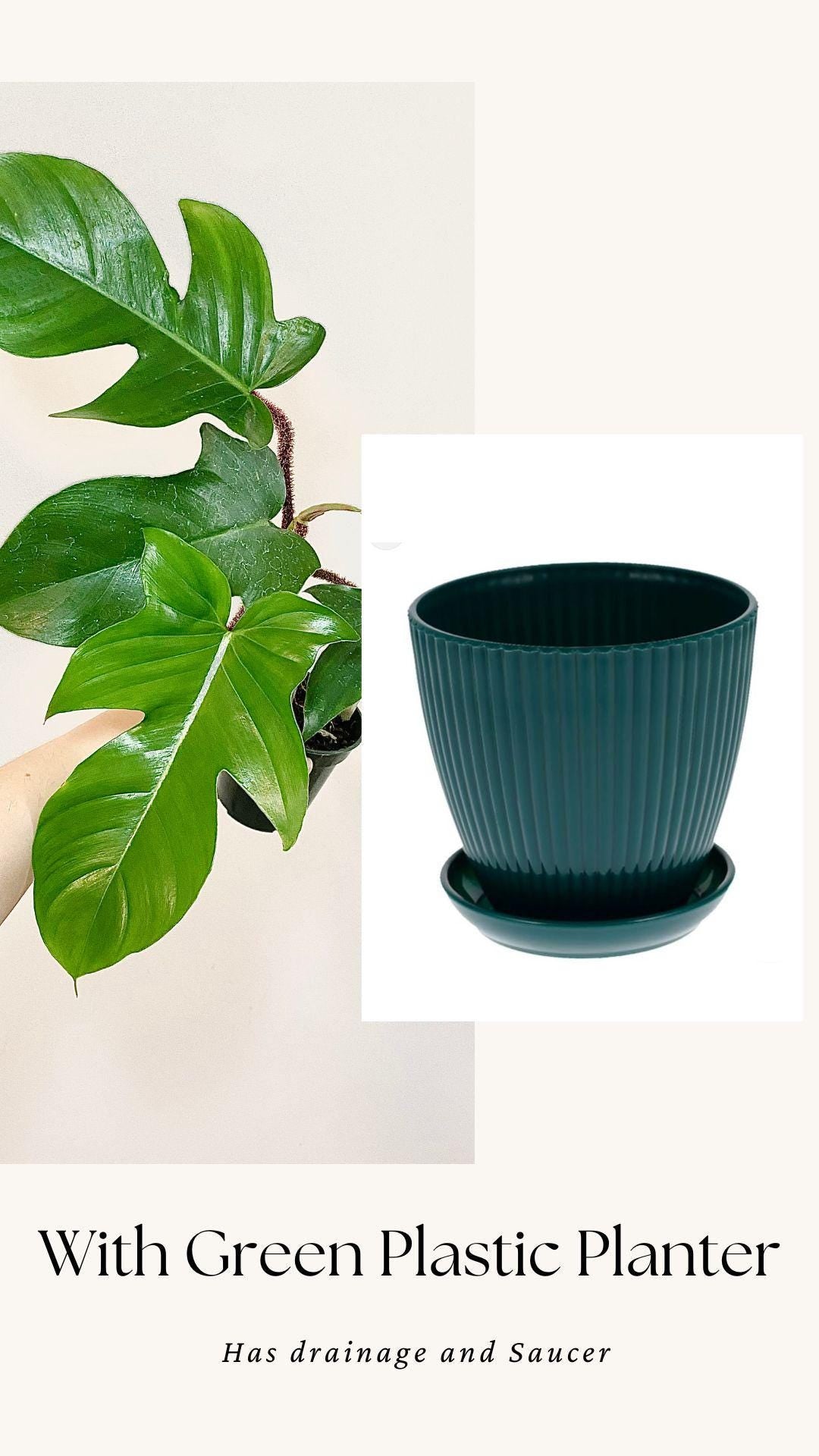 Philodendron Squamiferum Plant - 3.5 Pot - Live Plant - optional decorative pot