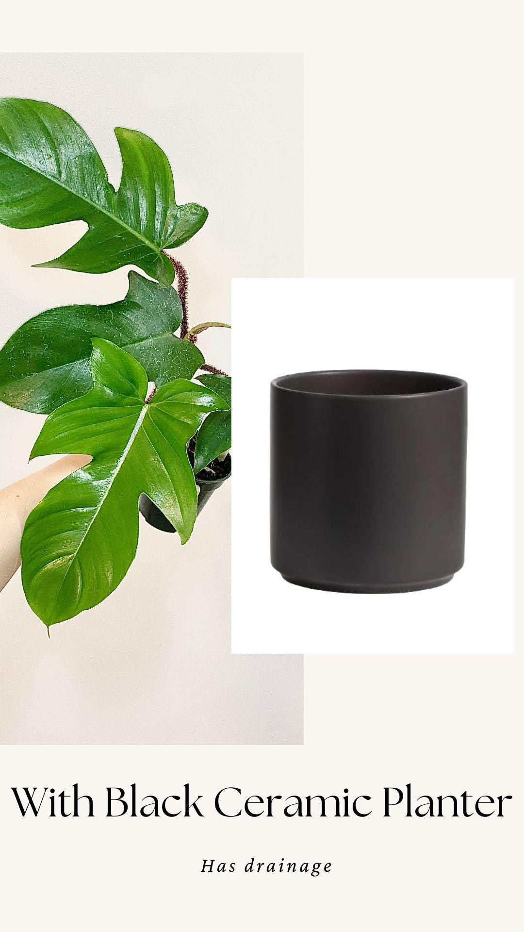 Philodendron Squamiferum Plant - 3.5 Pot - Live Plant - optional decorative pot