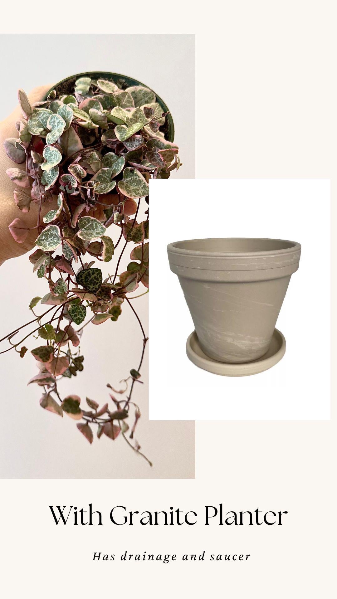 Variegated String of Hearts Plant - 3.5β Pot