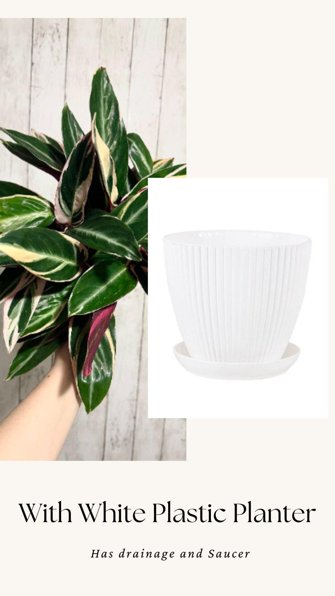 Stromanthe Triostar, Tricolor, Prayer Plant - Calathea Plant 6.5" pot