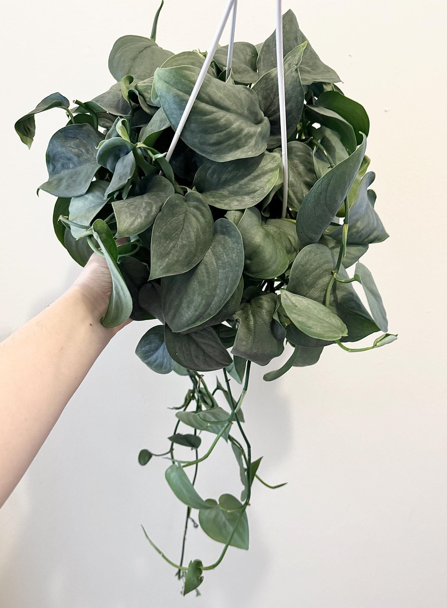 Scindapsus Silver Hero Plant - 6" Hanging Basket