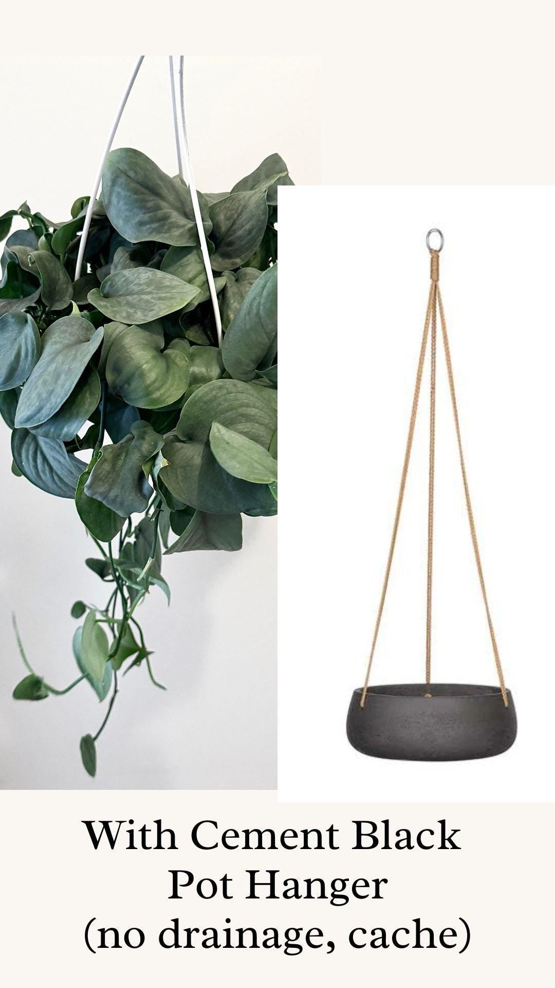 Scindapsus Silver Hero Plant - 6" Hanging Basket