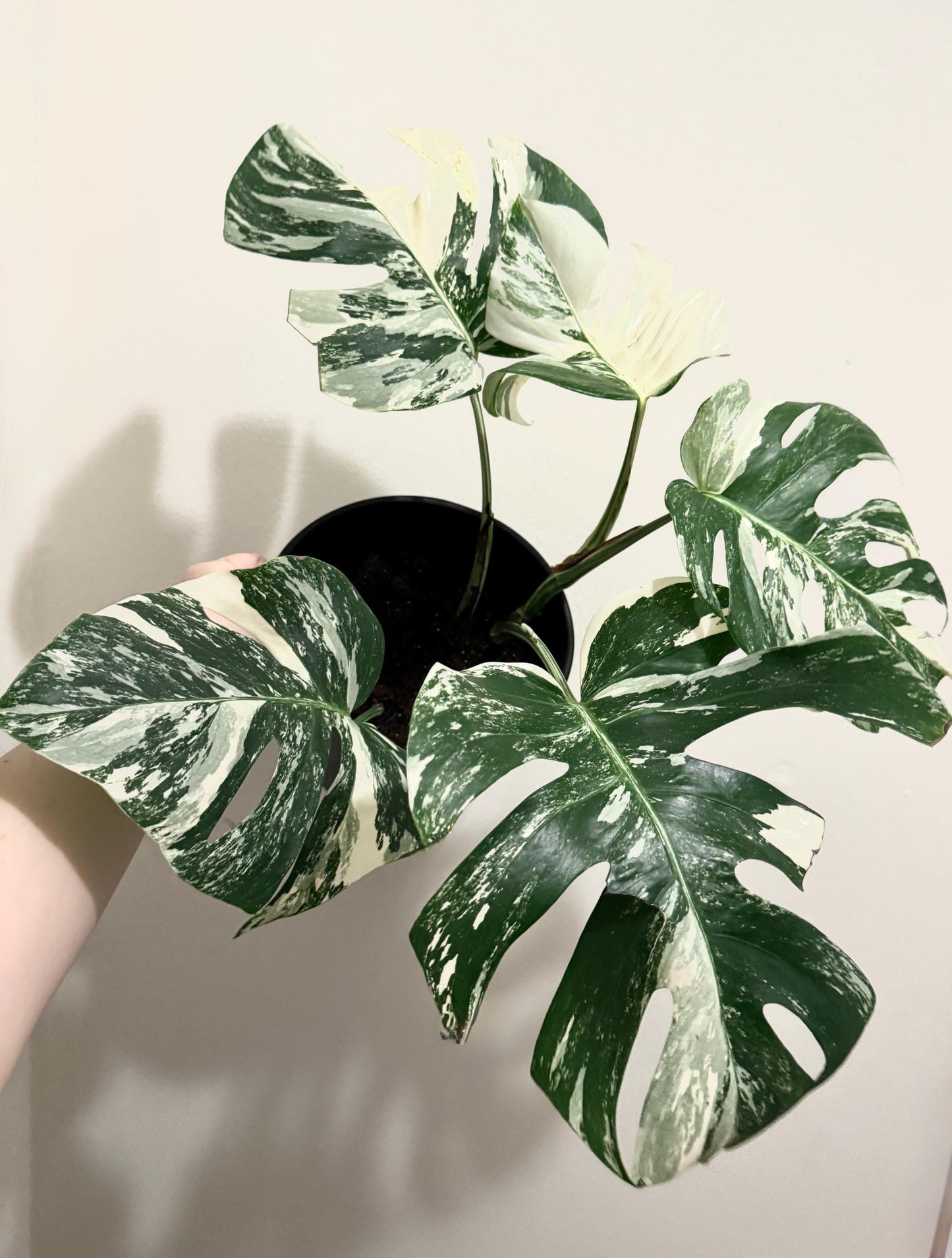 Monstera Albo Variegata Plant - RARE - 7 inch | 10 inch Pot