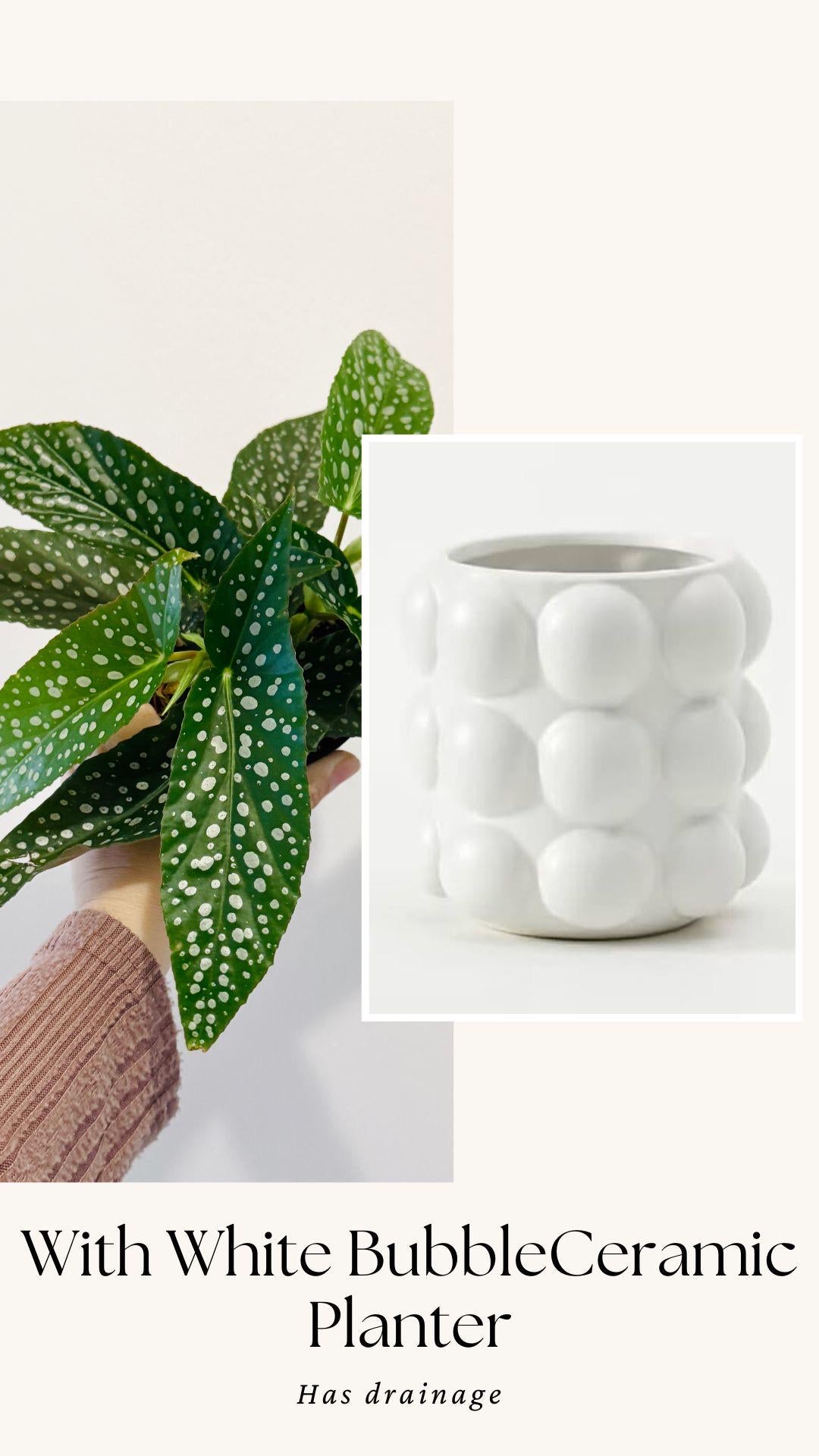 Begonia White Ice Polka Dot Flowering Plant - 4β Pot - optional decorative pot