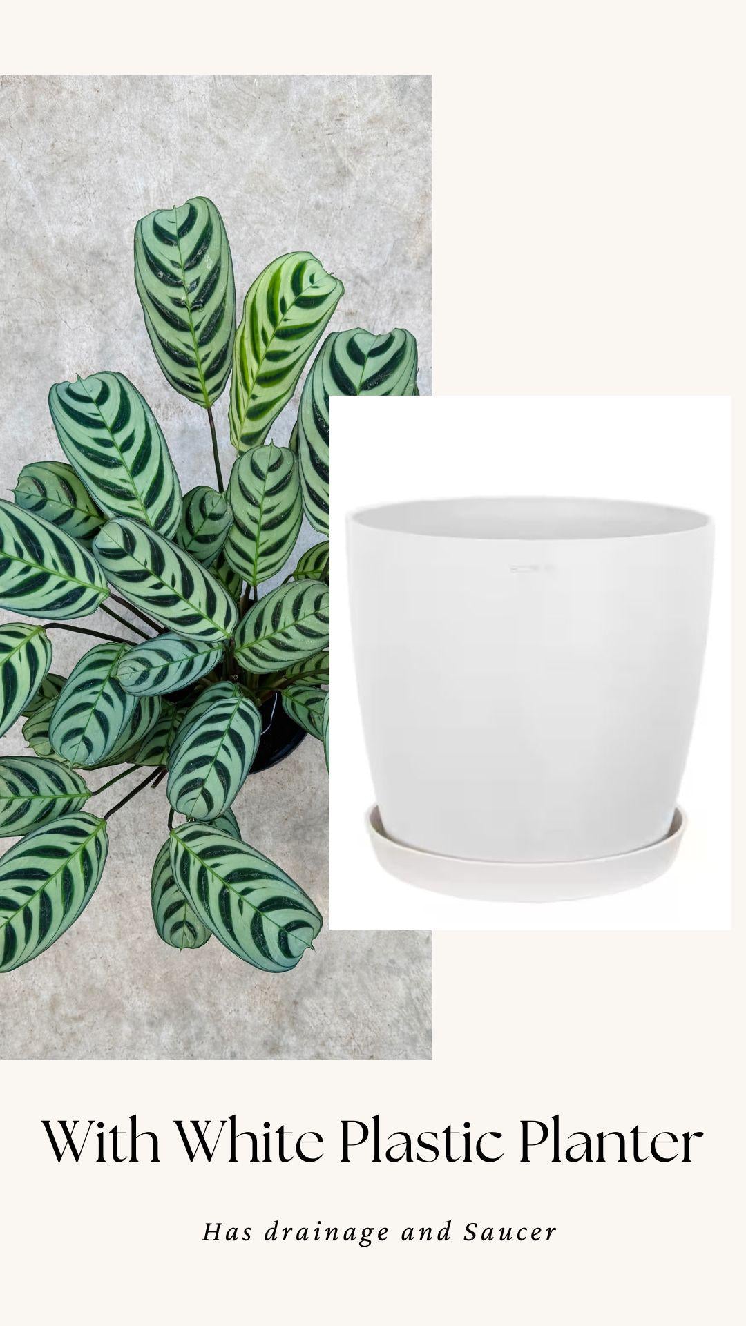 Calathea Burle Marx Ctenanthe Plant - 6 inch Pot