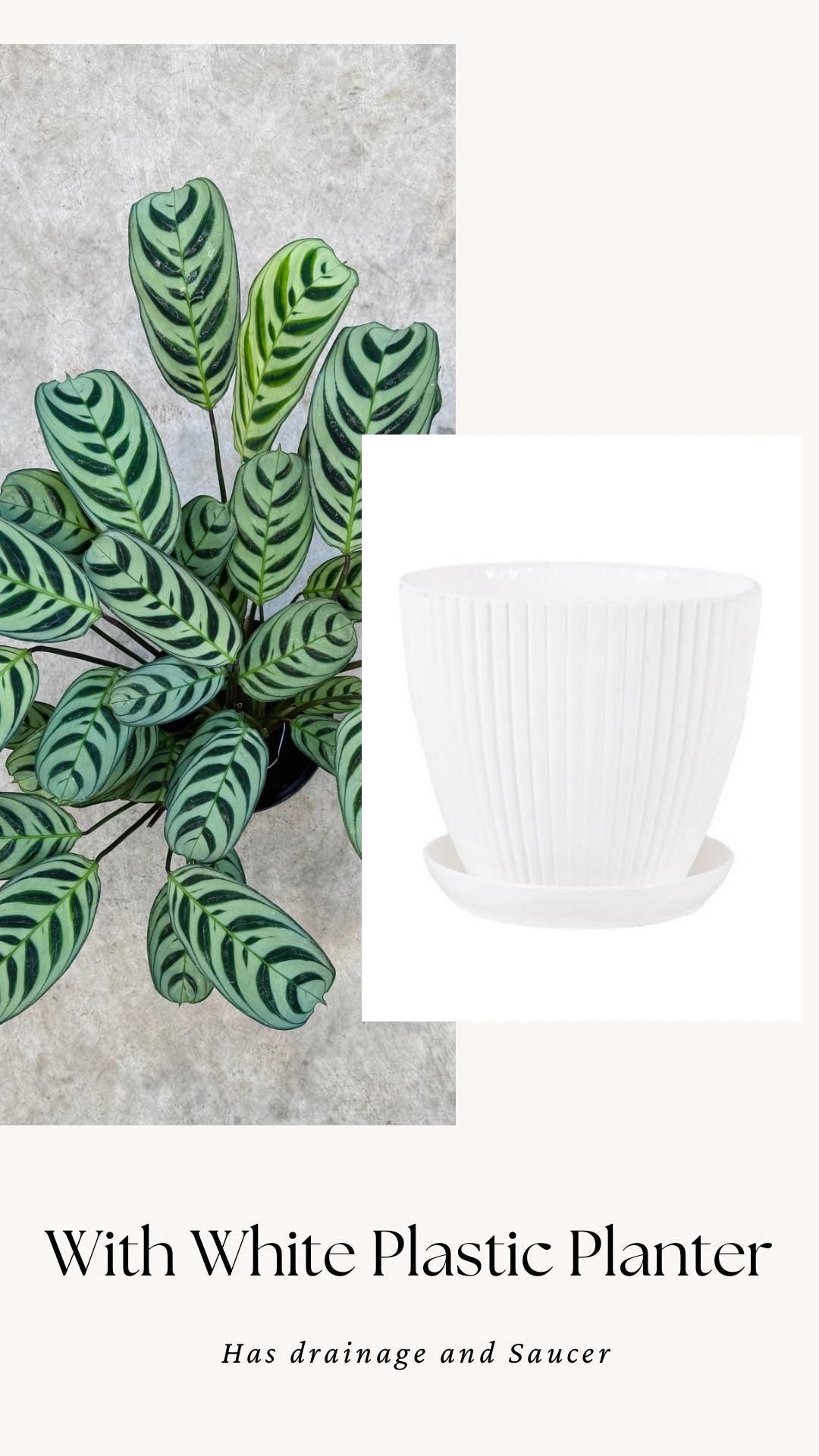 Calathea Burle Marx Ctenanthe Plant - 6 inch Pot