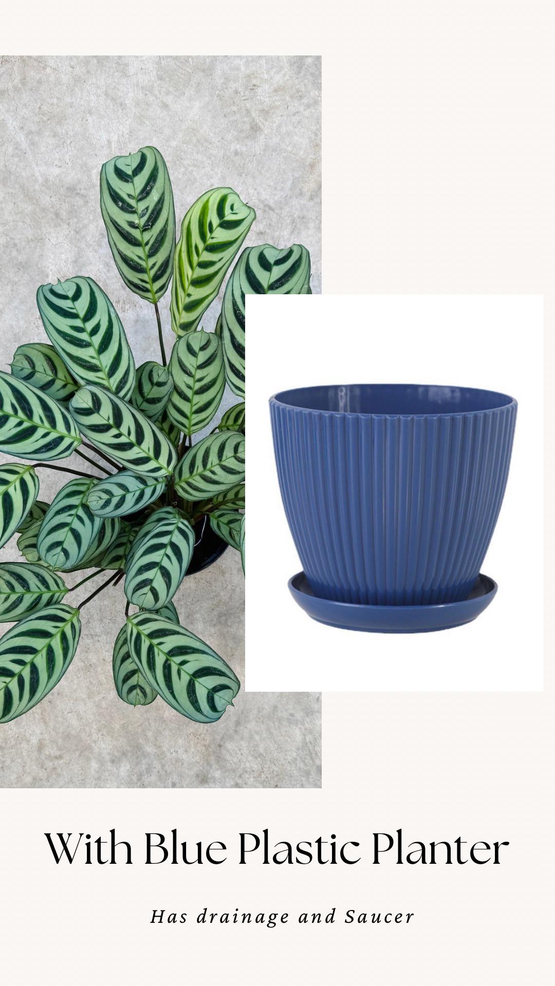 Calathea Burle Marx Ctenanthe Plant - 6 inch Pot